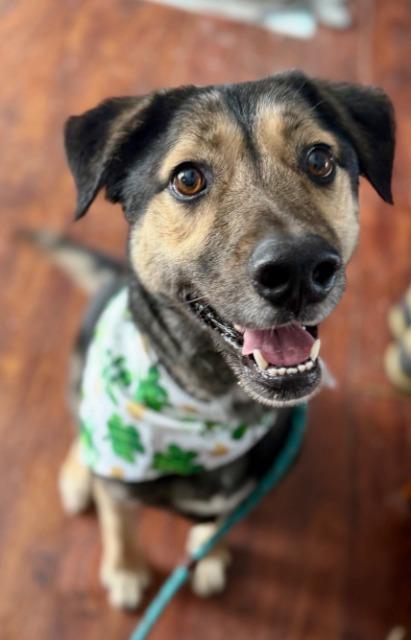 Enlarge Hans, a Adoptable mixed breed in North Syracuse, NY image 3/6