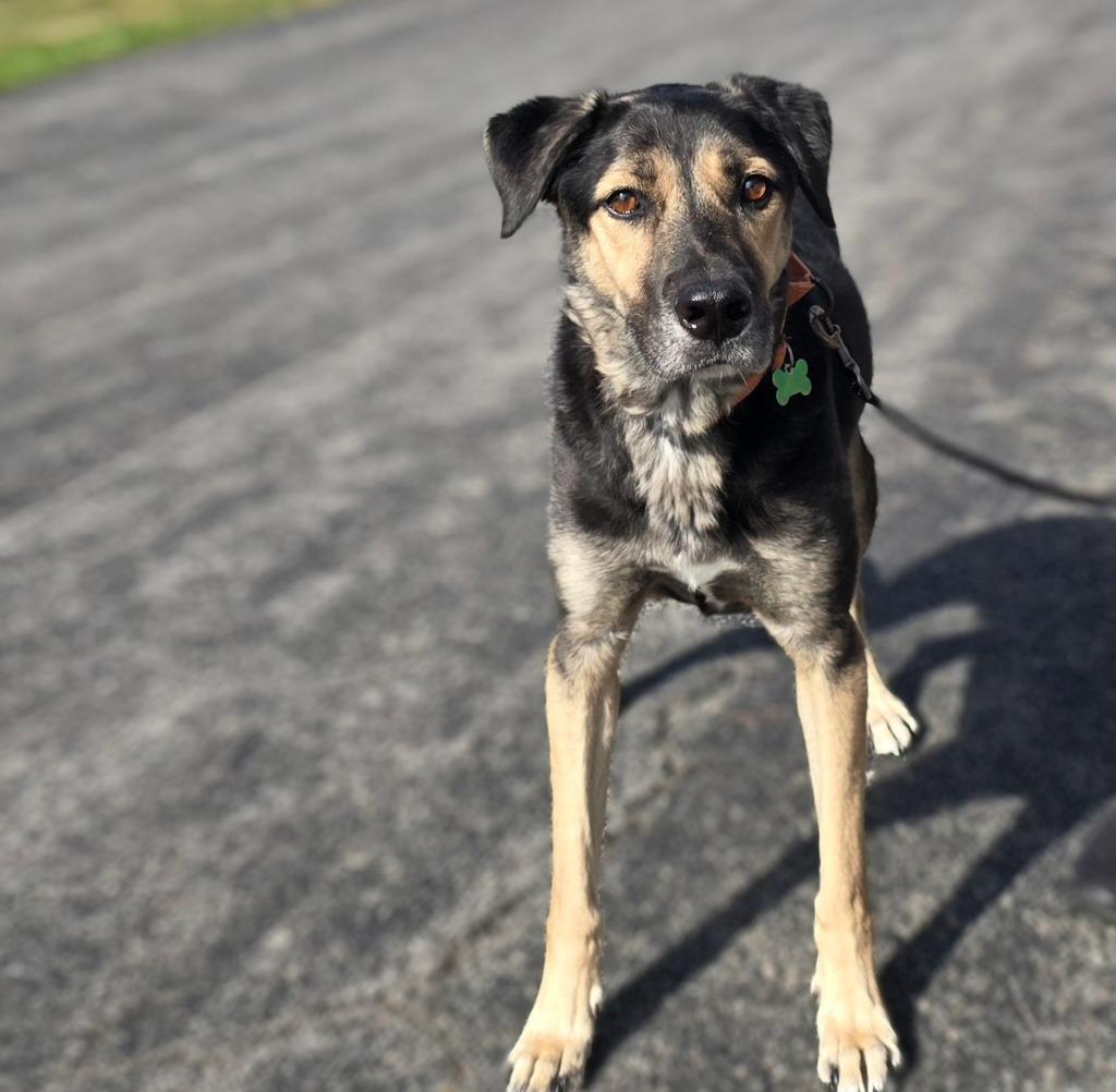 Enlarge Hans, a Adoptable mixed breed in North Syracuse, NY image 4/6