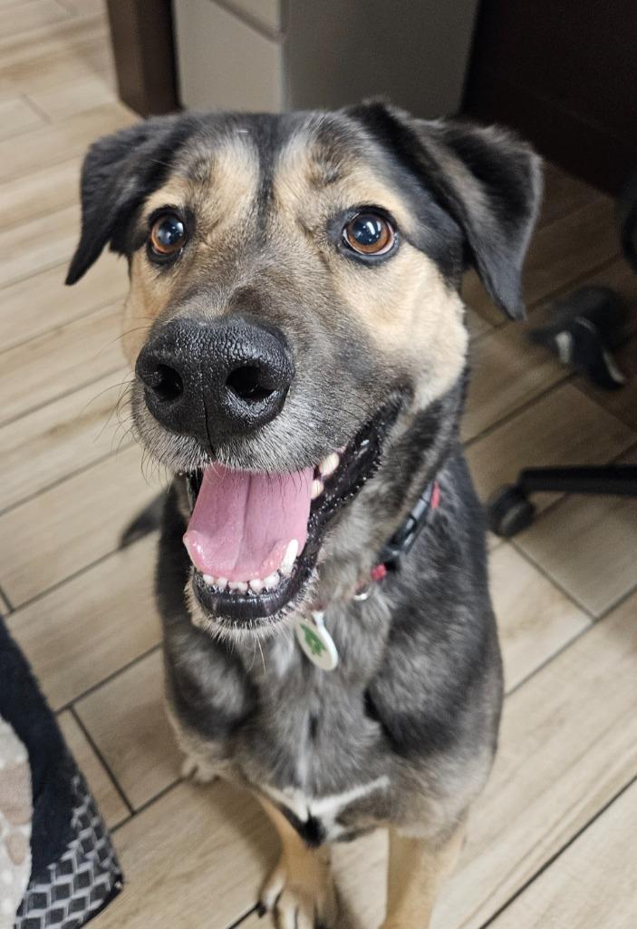 Enlarge Hans, a Adoptable mixed breed in North Syracuse, NY image 5/6