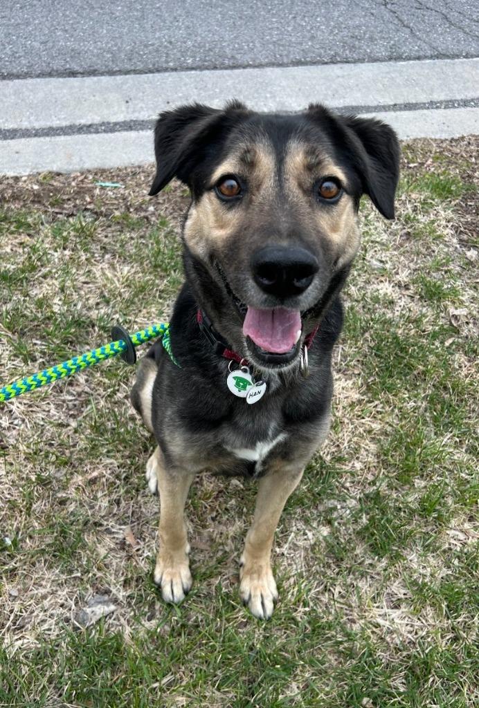 Enlarge Hans, a Adoptable mixed breed in North Syracuse, NY image 6/6