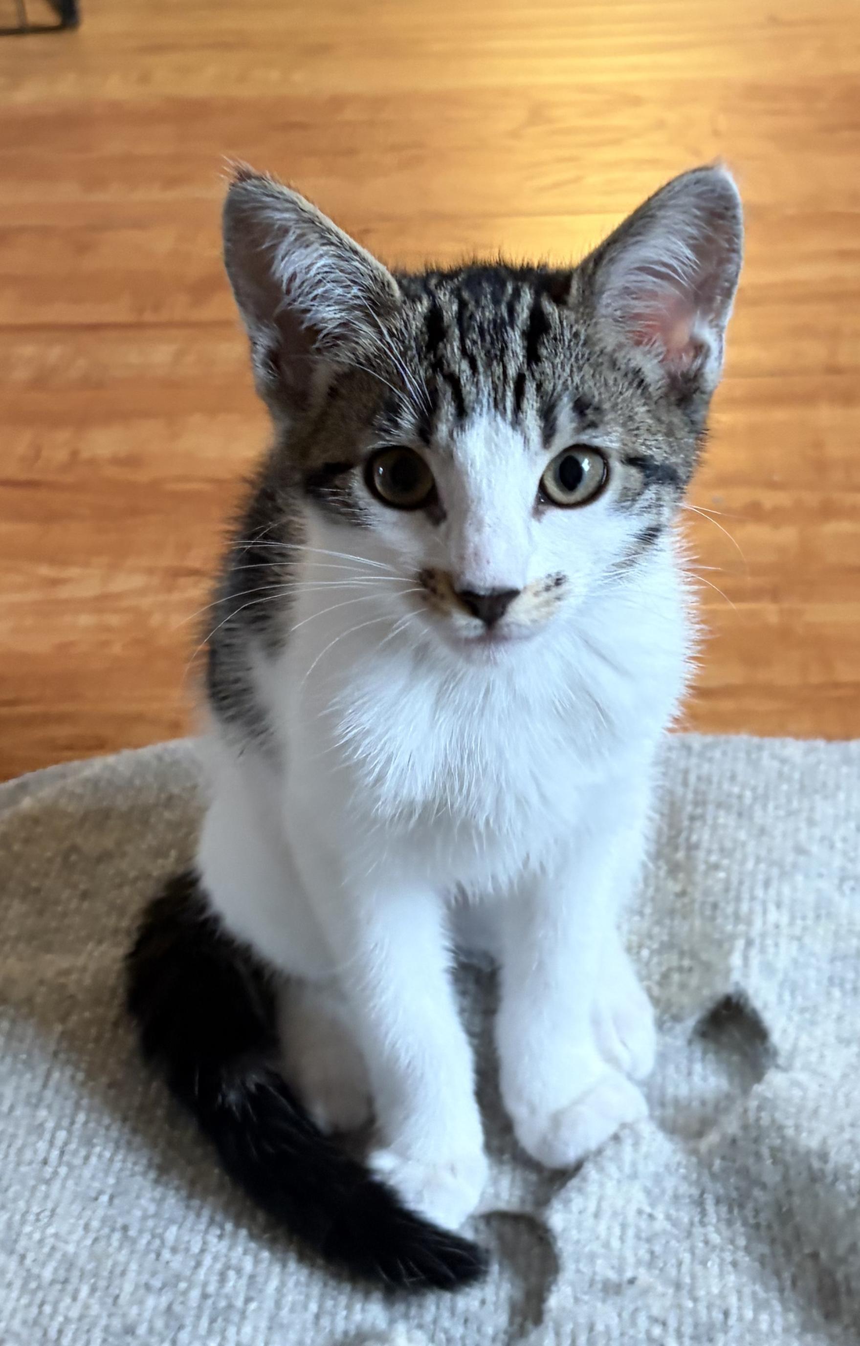 Enlarge Jimmi, a Adoptable Domestic Short Hair in Fullerton, CA image 3/3