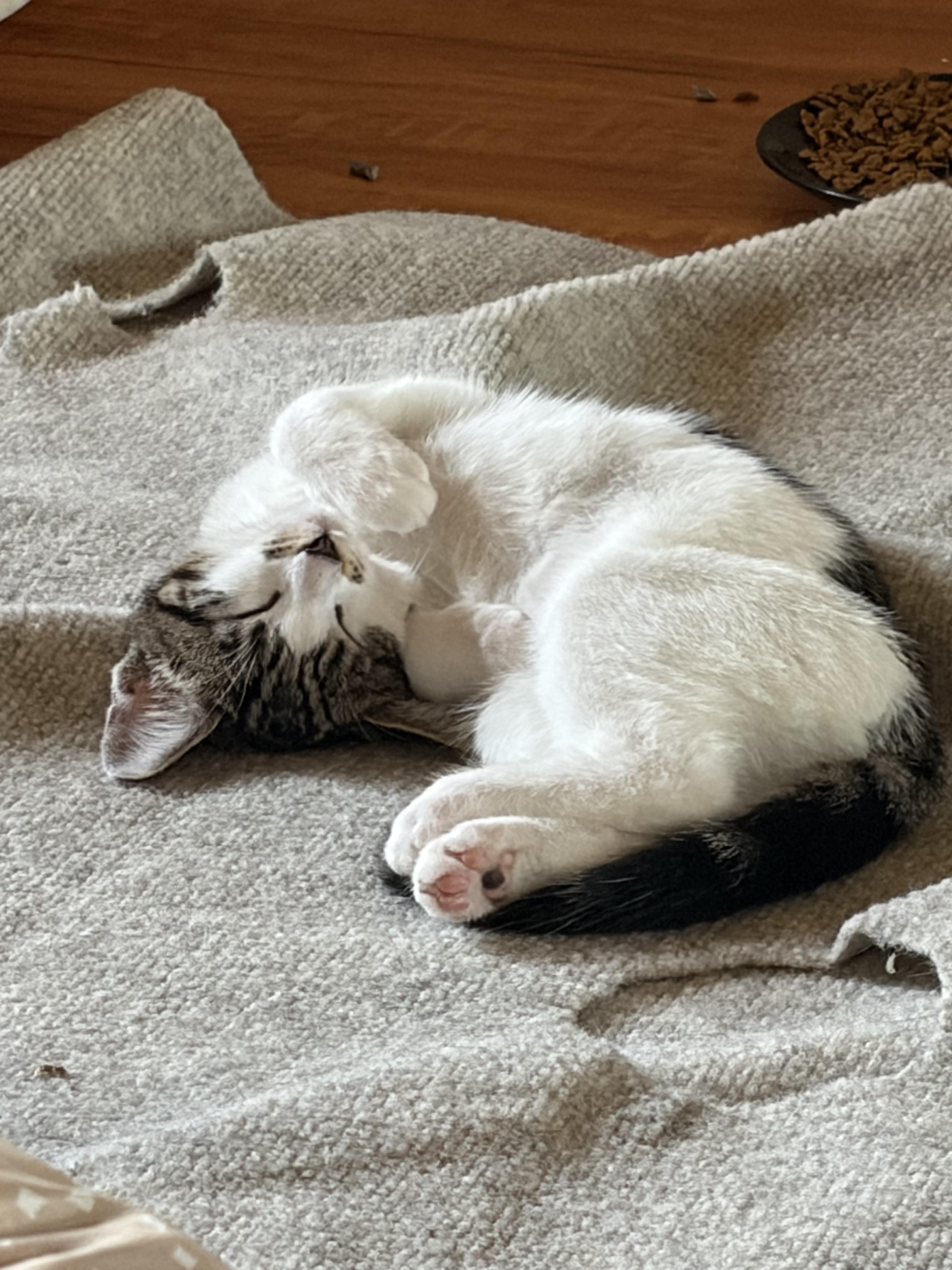 Enlarge Jimmi, a Adoptable Domestic Short Hair in Fullerton, CA image 2/3