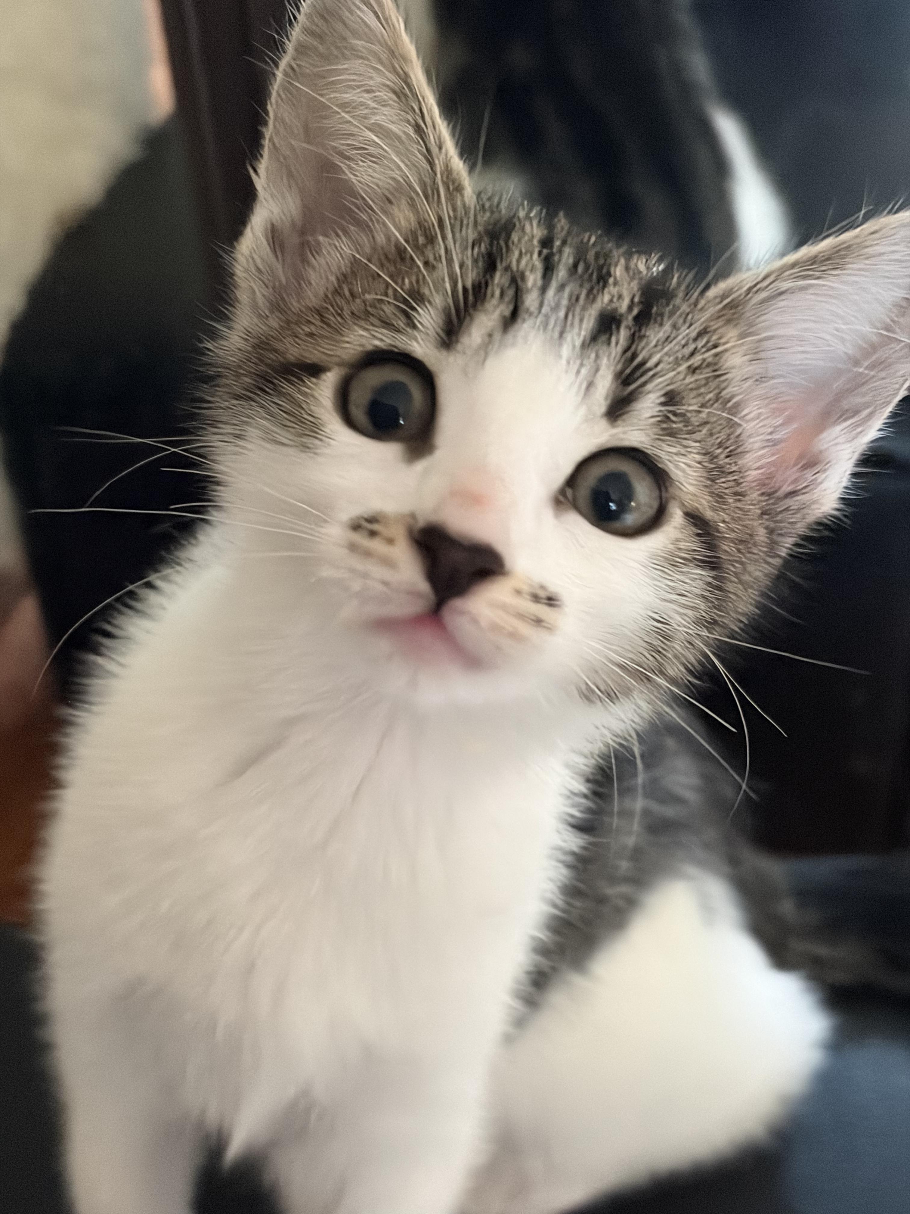 Jimmi, Adoptable, Young Female Domestic Short Hair.