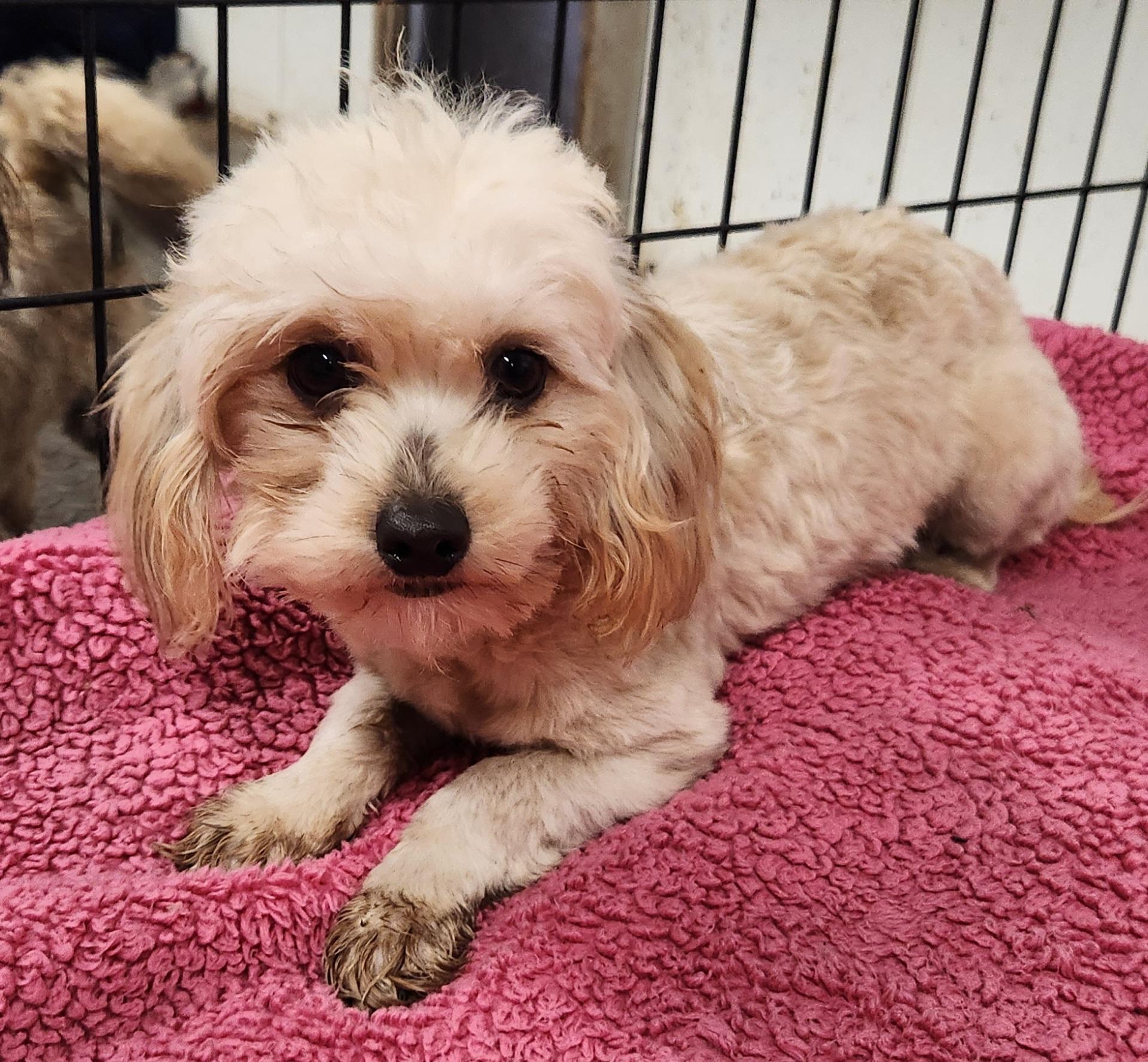 Seth, ADOPTABLE, Puppy Male Shih poo.