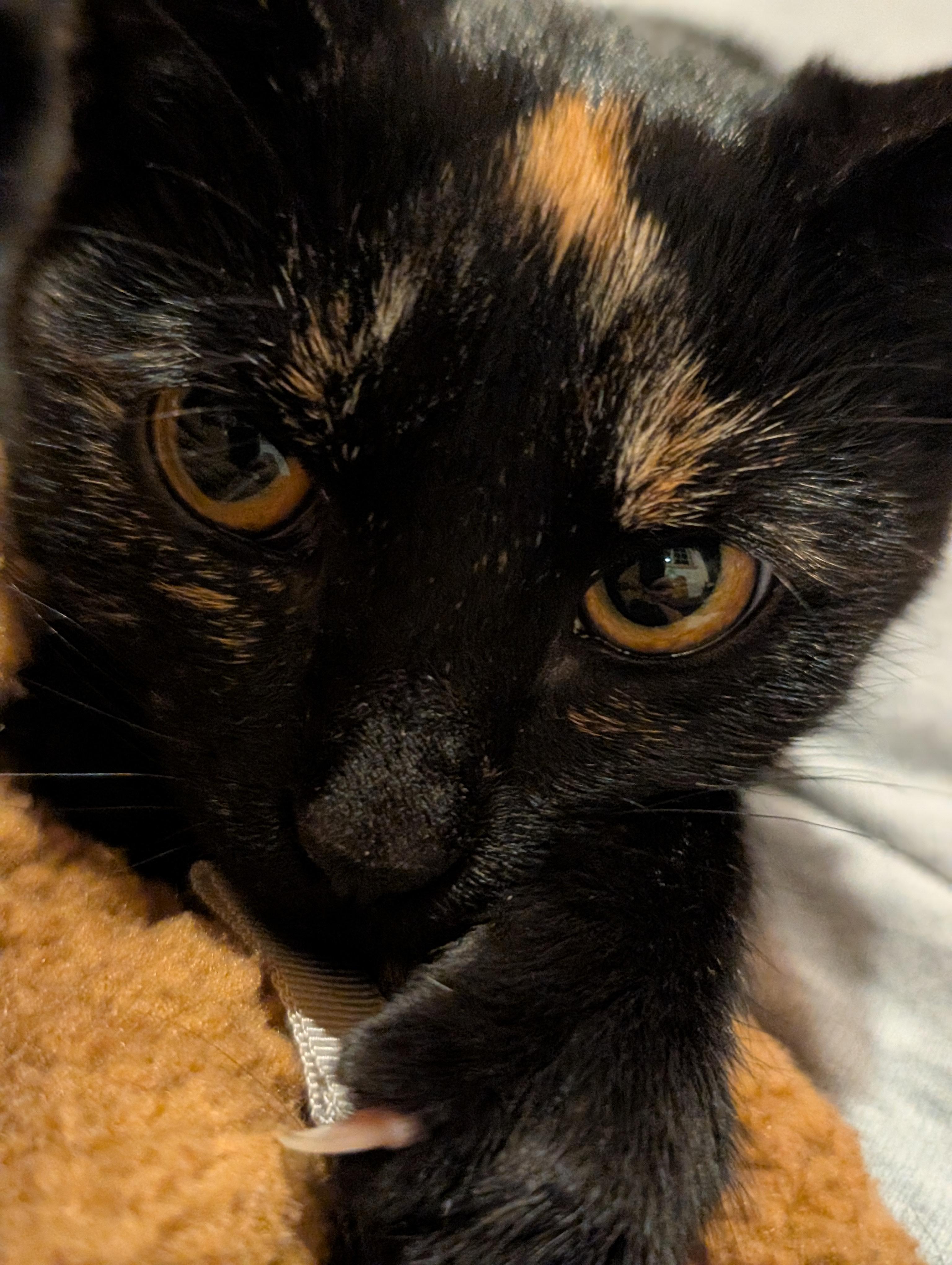 Enlarge Jasmine , a Adoptable Tortoiseshell in Gardnerville, NV image 5/5