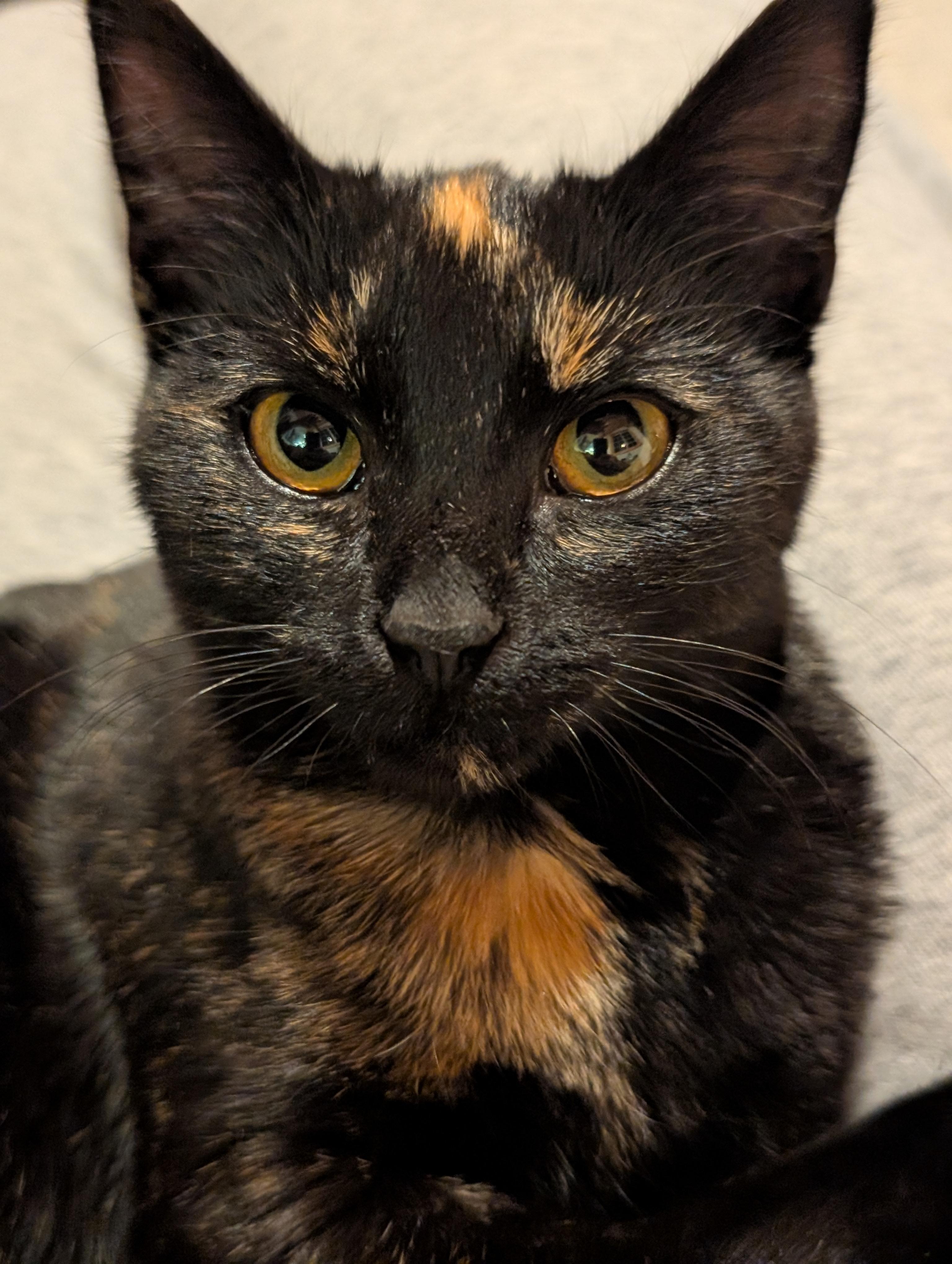 Enlarge Jasmine , a Adoptable Tortoiseshell in Gardnerville, NV image 3/5