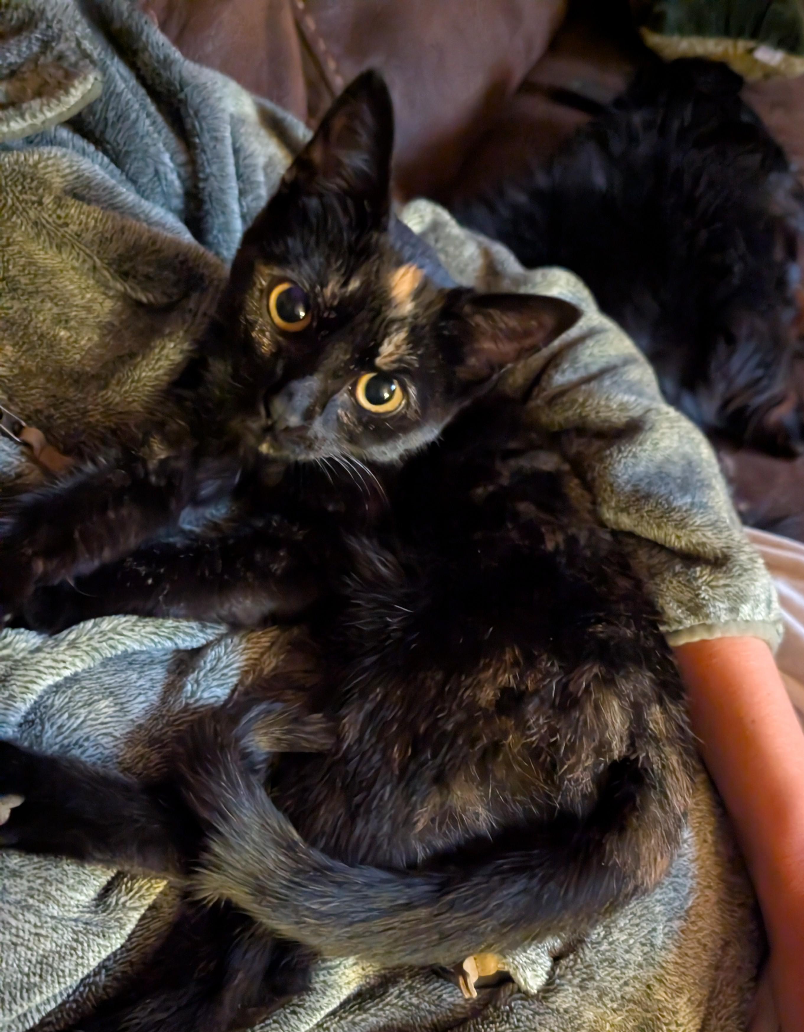 Enlarge Jasmine , a Adoptable Tortoiseshell in Gardnerville, NV image 1/5