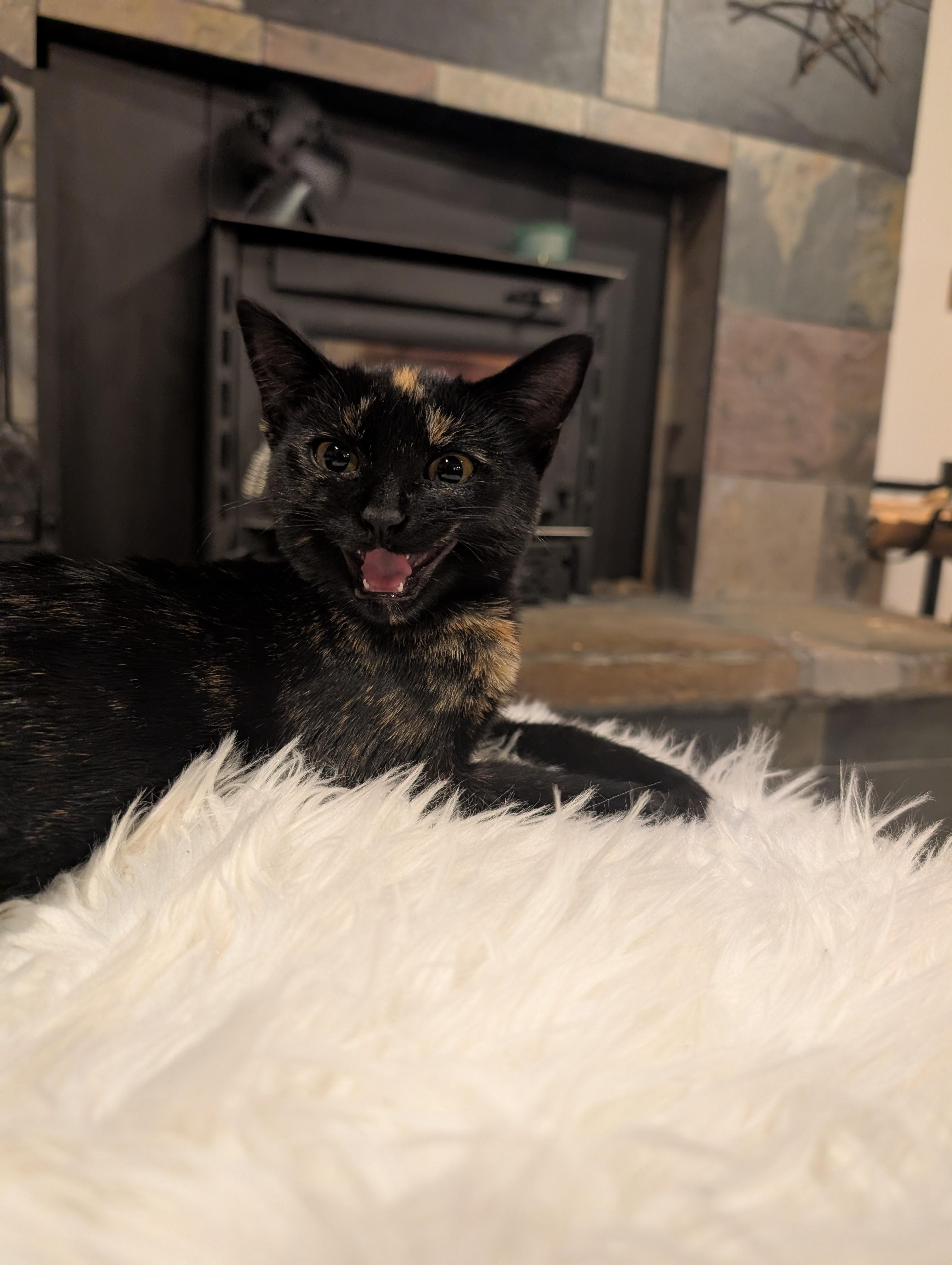 Enlarge Jasmine , a Adoptable Tortoiseshell in Gardnerville, NV image 4/5