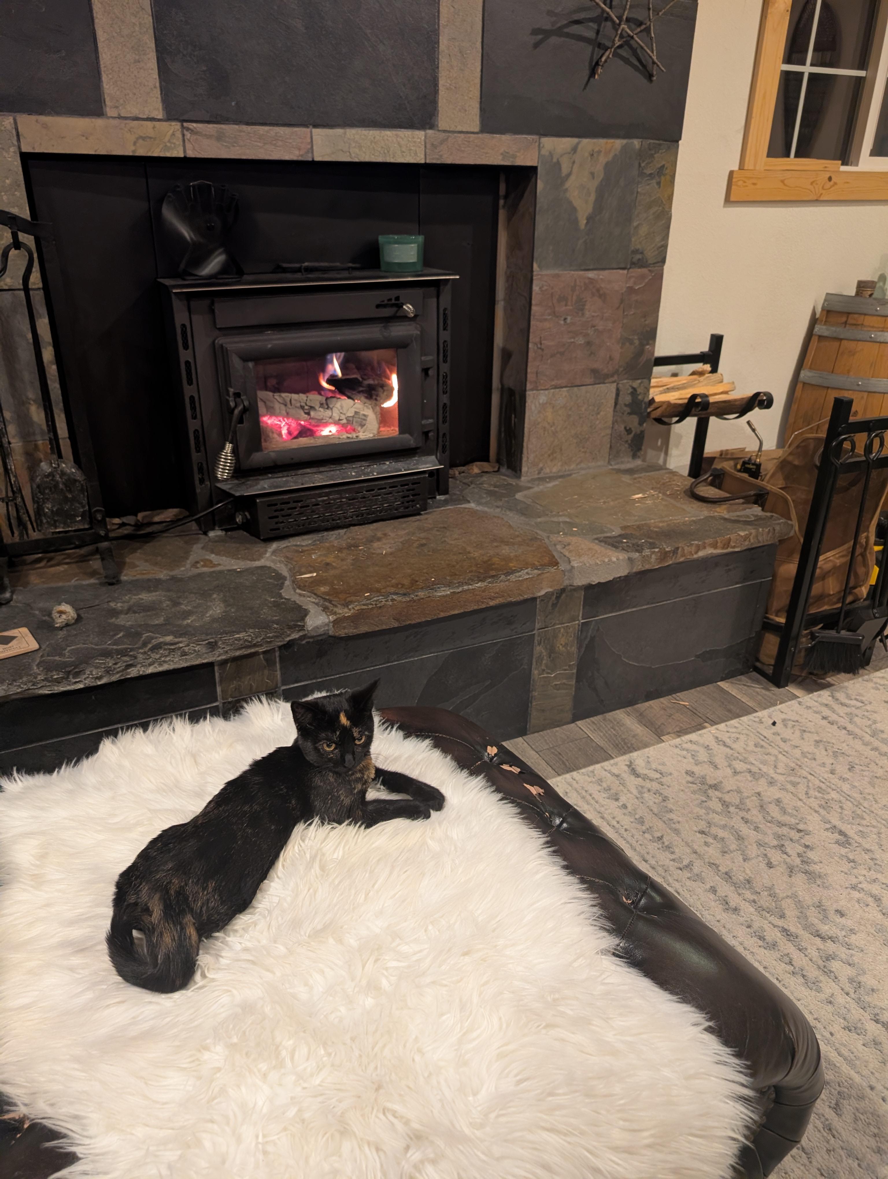 Enlarge Jasmine , a Adoptable Tortoiseshell in Gardnerville, NV image 2/5