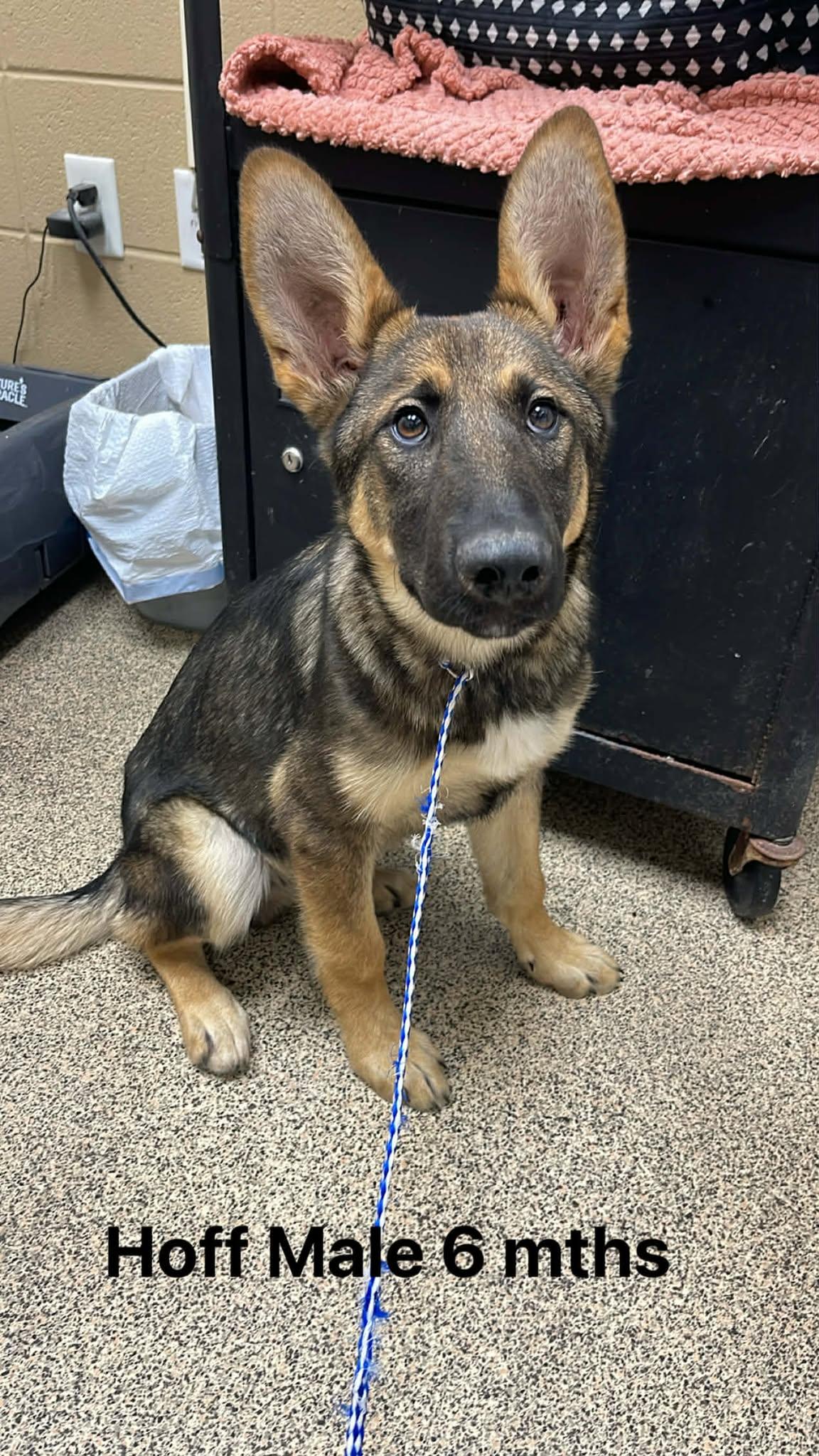 Hoff, adopted, Young Male German Shepherd Dog.