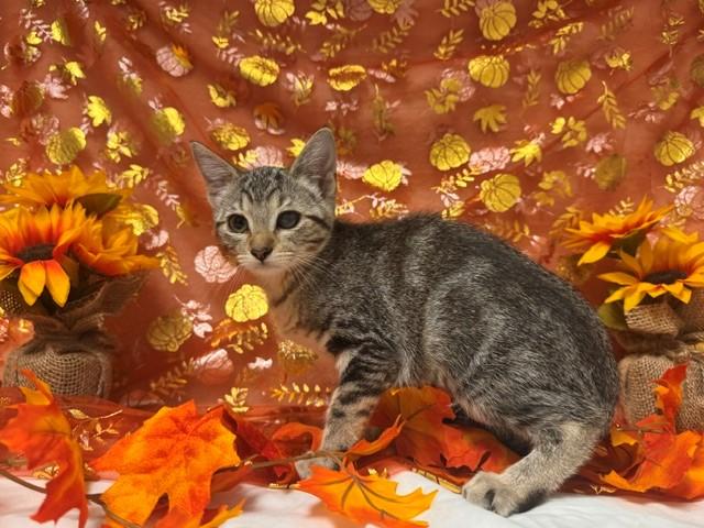 BRATTY, Adoptable, Kitten Female Domestic Short Hair.