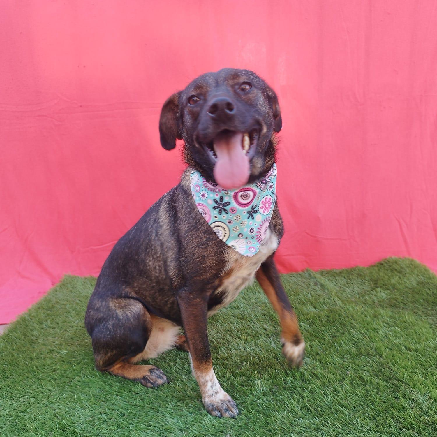 STELLA, a ADOPTABLE mixed breed in Rowland Heights, CA image 3/4