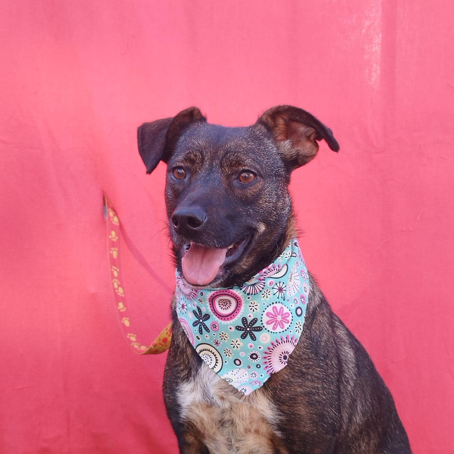 STELLA, a ADOPTABLE mixed breed in Rowland Heights, CA image 4/4