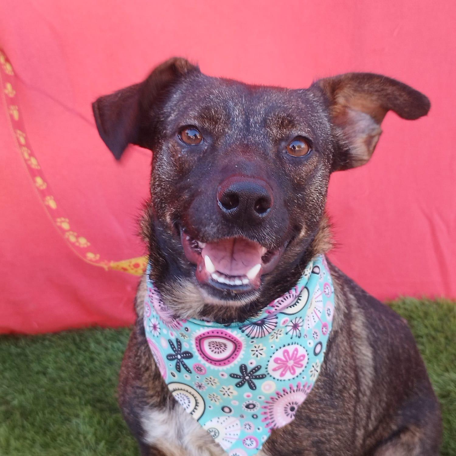 STELLA, ADOPTABLE, Young Female Labrador Retriever & Cattle Dog.