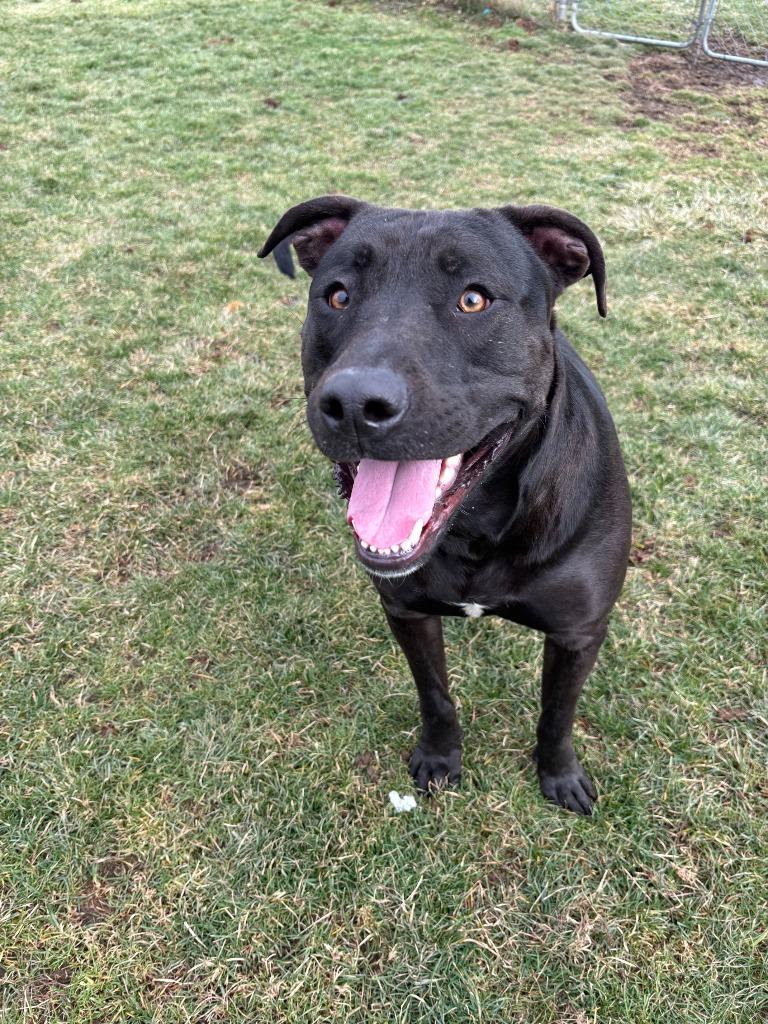 Enlarge Jamie, a Adoptable mixed breed in Findlay, OH image 1/3