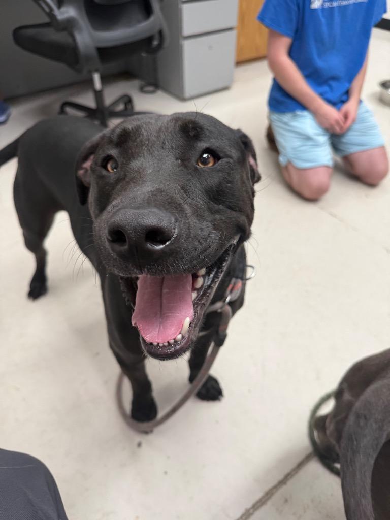 Enlarge Jamie, a Adoptable mixed breed in Findlay, OH image 2/3