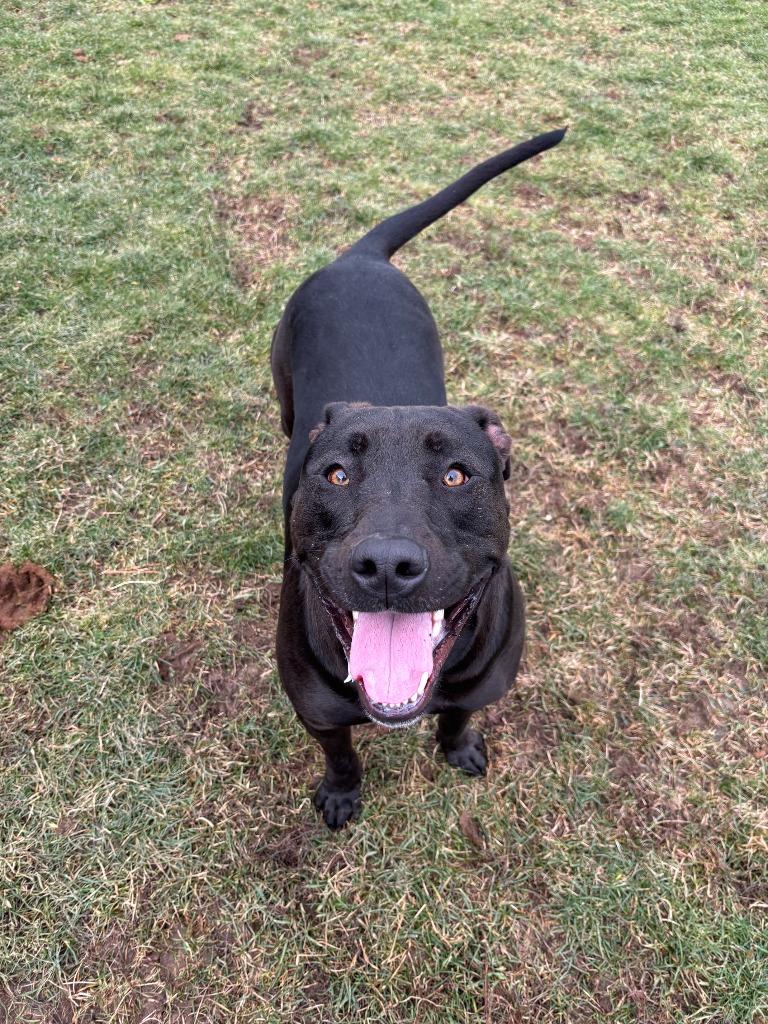 Enlarge Jamie, a Adoptable mixed breed in Findlay, OH image 3/3