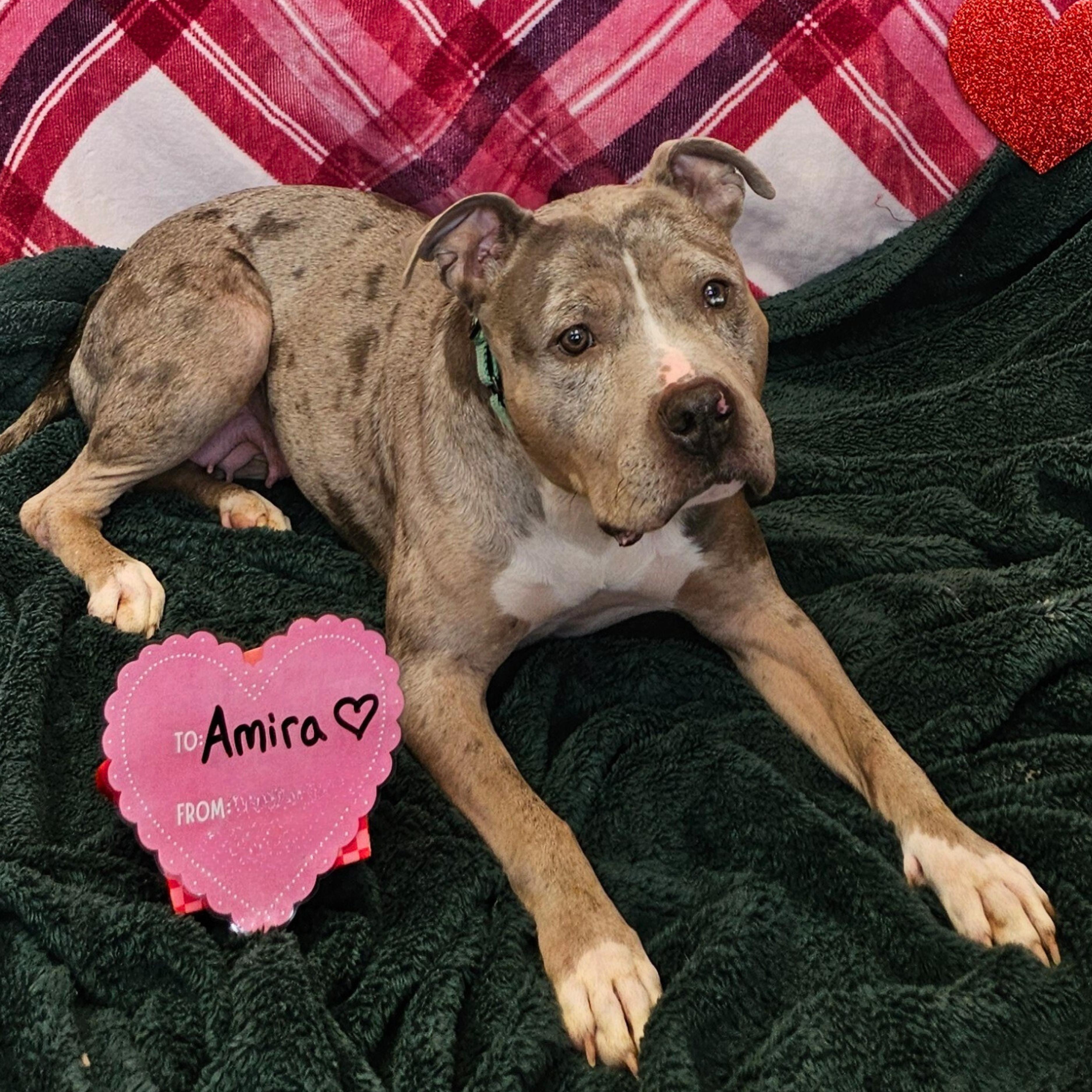 Enlarge Amira, a Adoptable American Bully in Waterloo, IA image 1/5