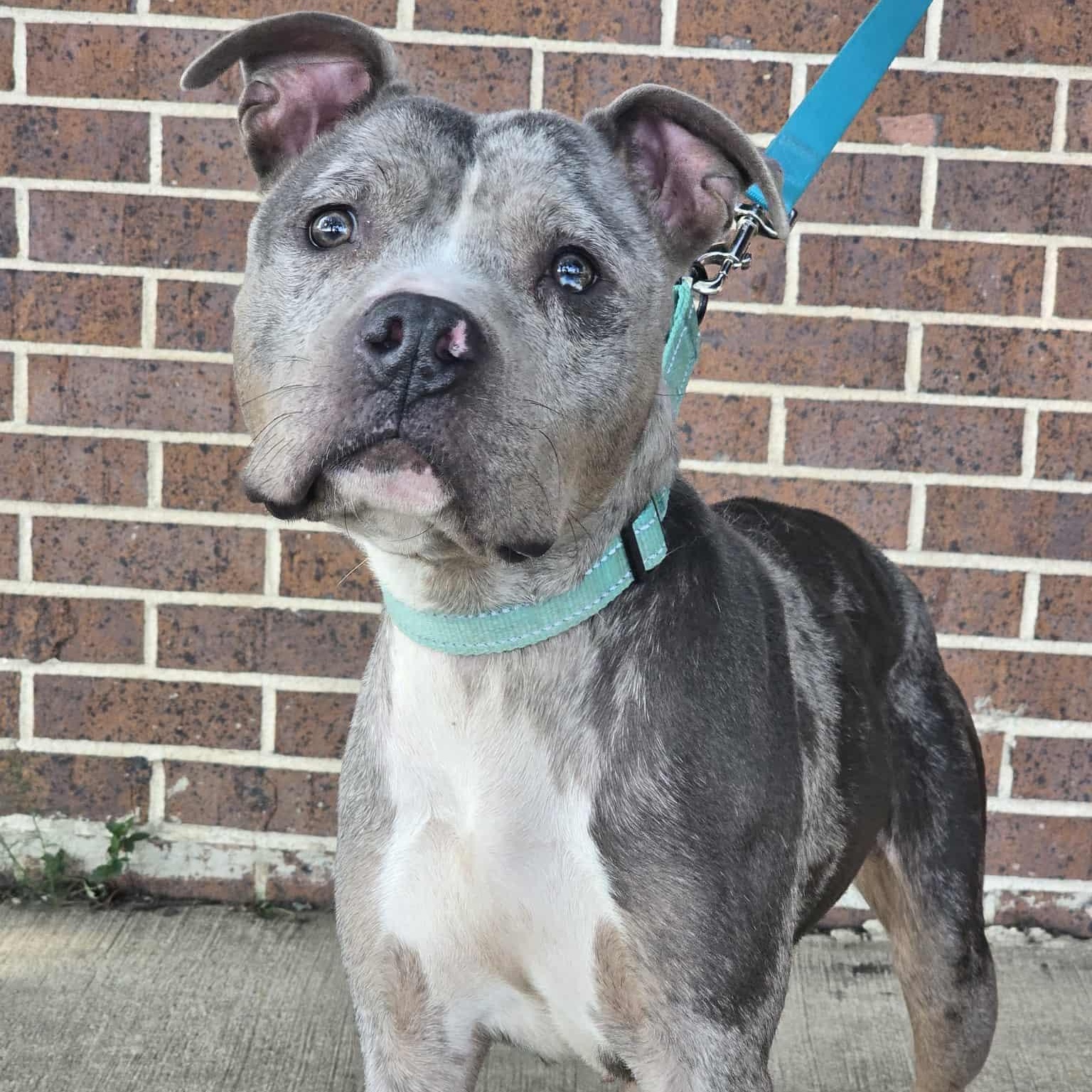 Enlarge Amira, a Adoptable American Bully in Waterloo, IA image 5/5