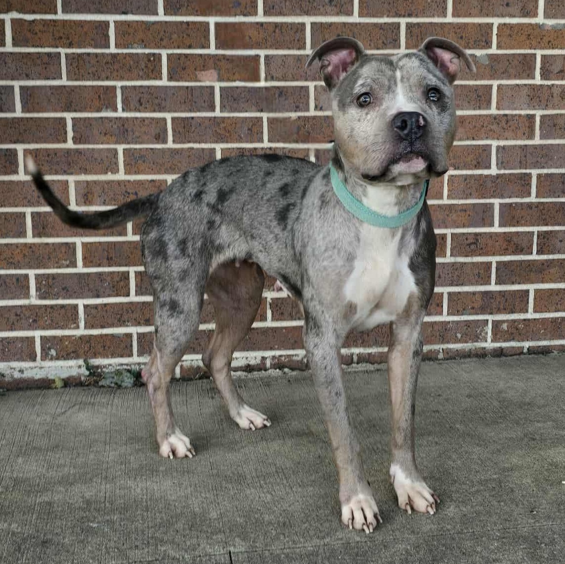 Enlarge Amira, a Adoptable American Bully in Waterloo, IA image 4/5