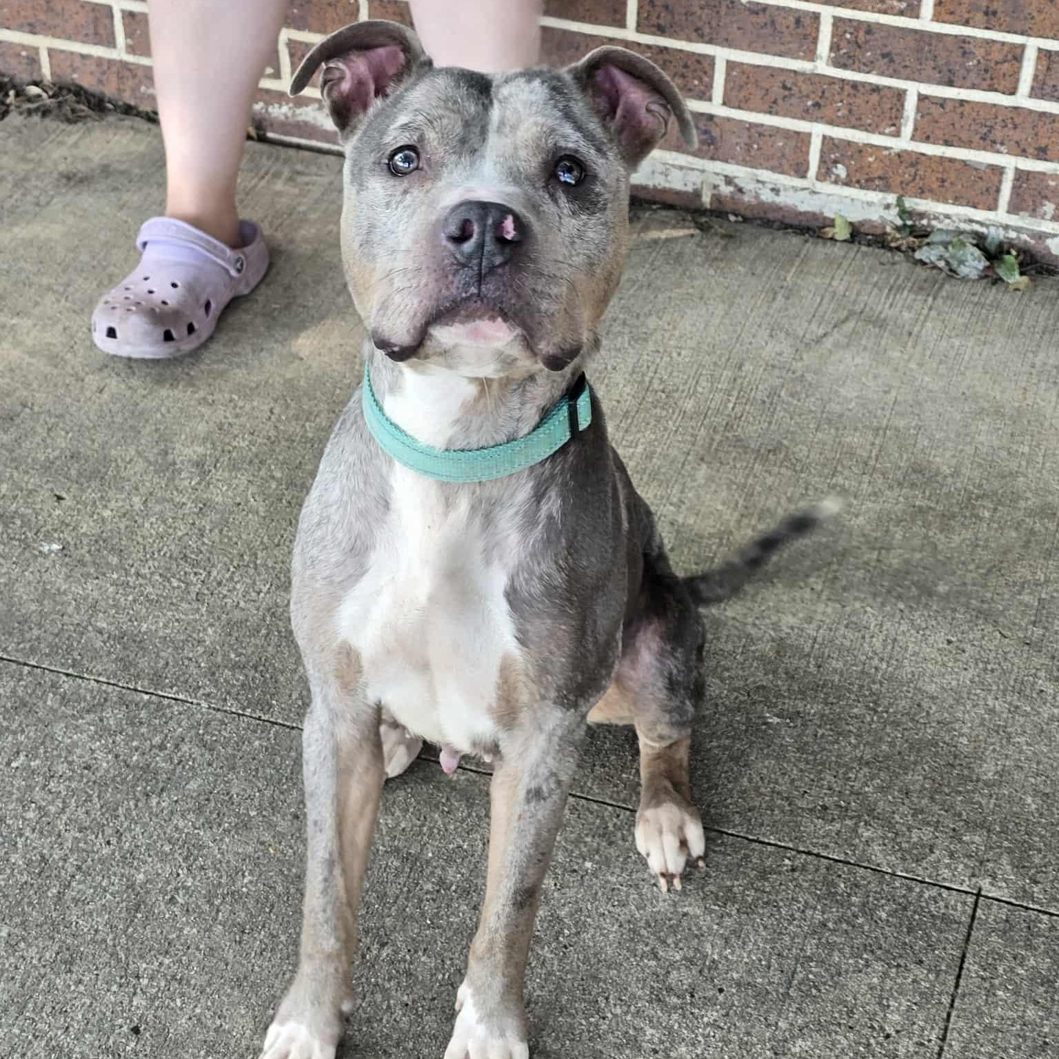 Enlarge Amira, a Adoptable American Bully in Waterloo, IA image 3/5
