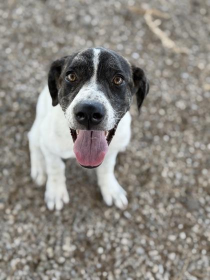 Smoochum — thumbnail 3