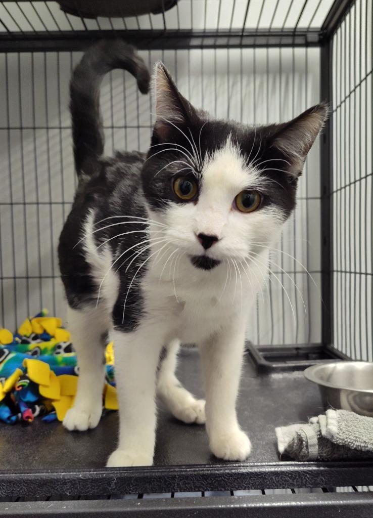 Casserole, Adoptable, Kitten Male Domestic Short Hair.