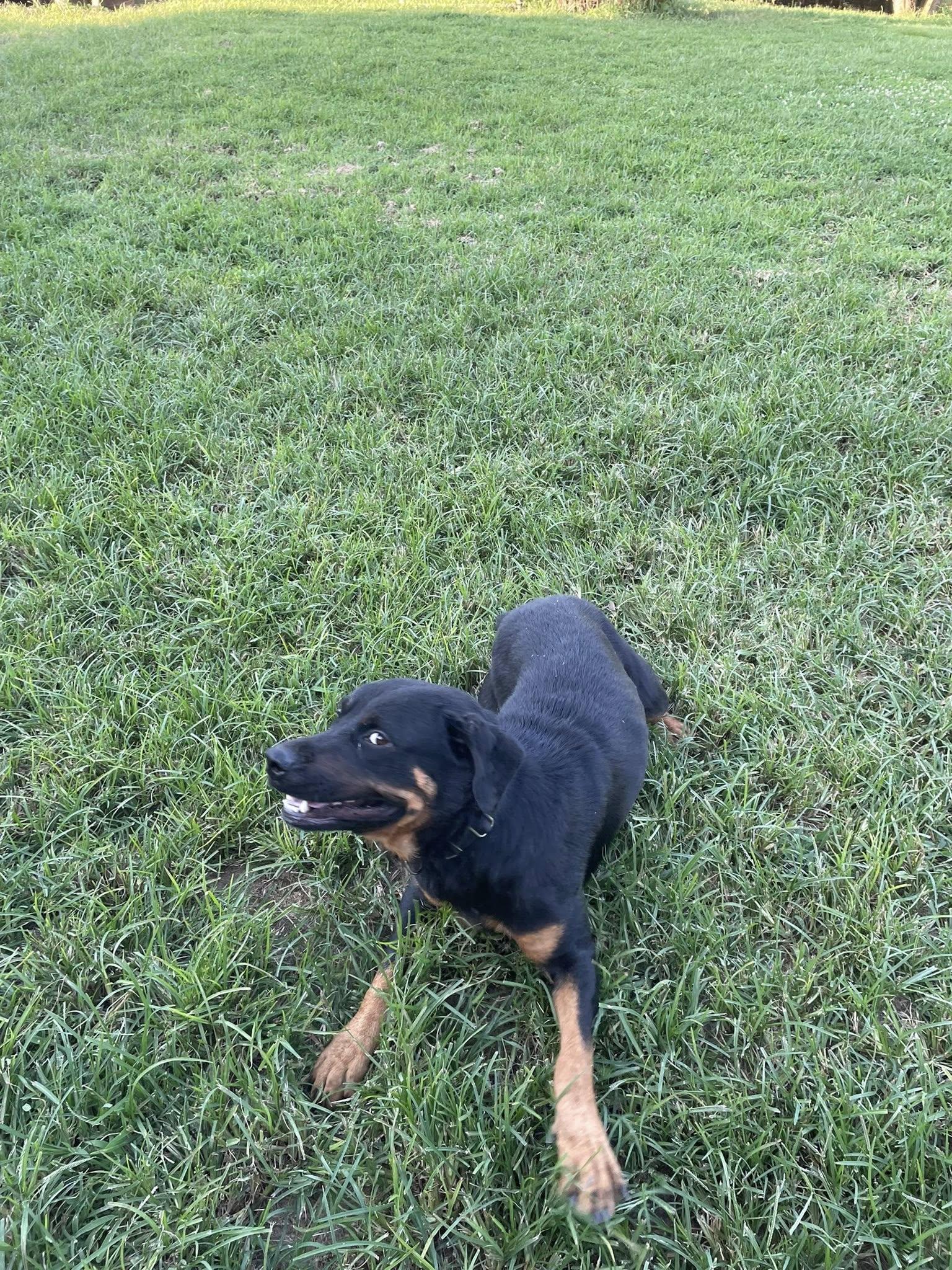 GRETTA, ADOPTABLE, Adult Female Rottweiler.