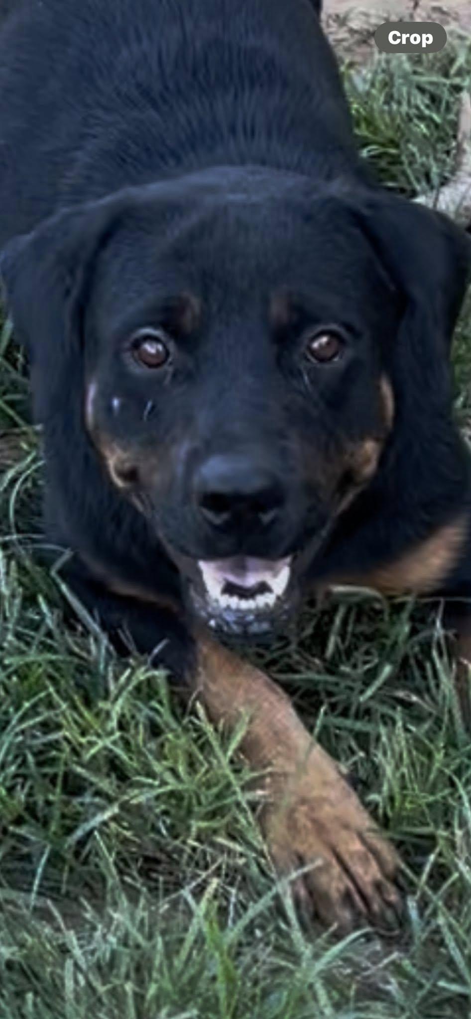 Enlarge GRETTA, a ADOPTABLE Rottweiler in Chapel Hill, NC image 2/6