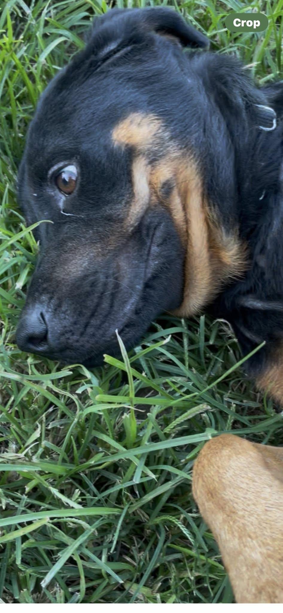 Enlarge GRETTA, a ADOPTABLE Rottweiler in Chapel Hill, NC image 4/6