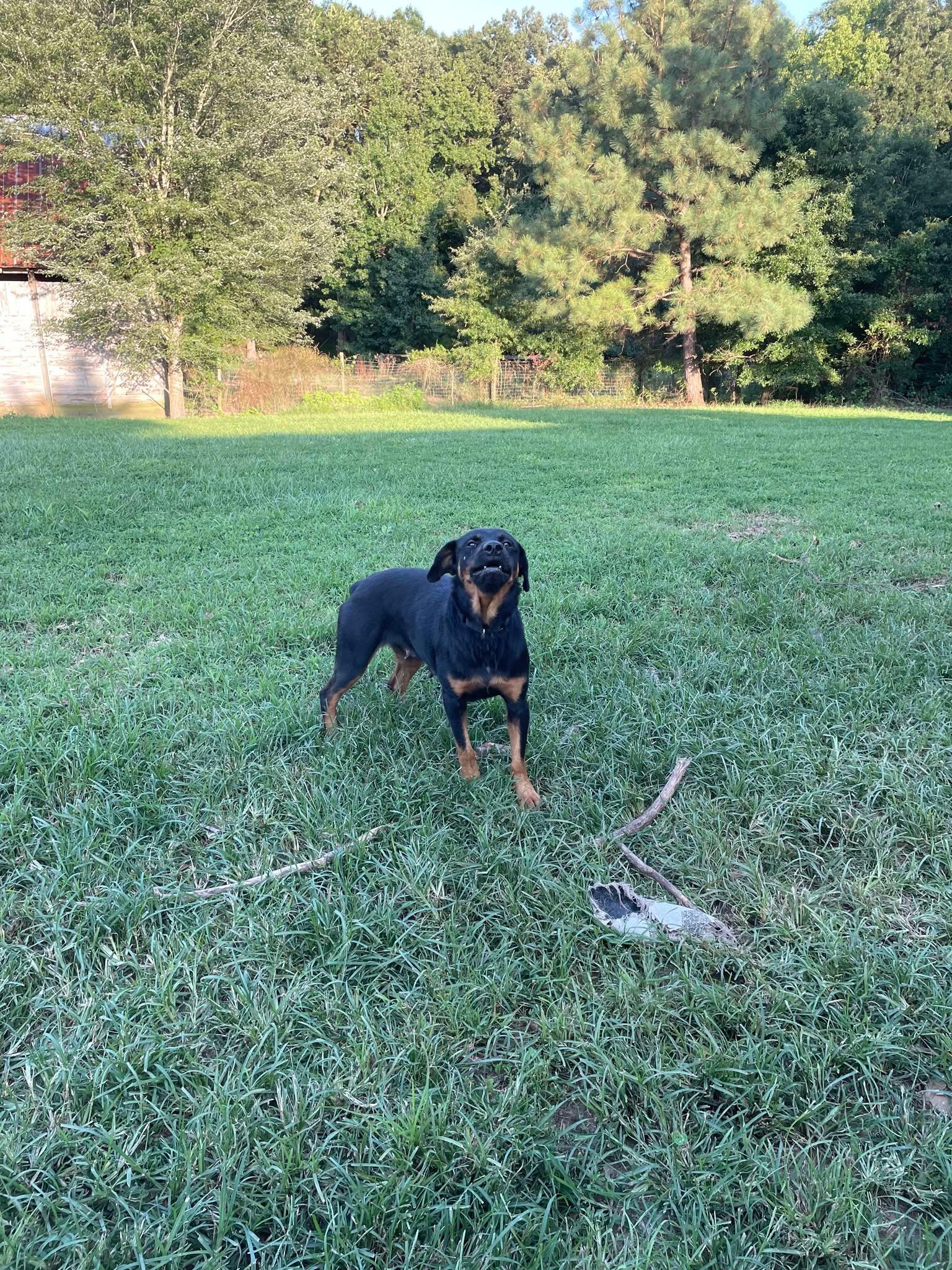 Enlarge GRETTA, a ADOPTABLE Rottweiler in Chapel Hill, NC image 3/6