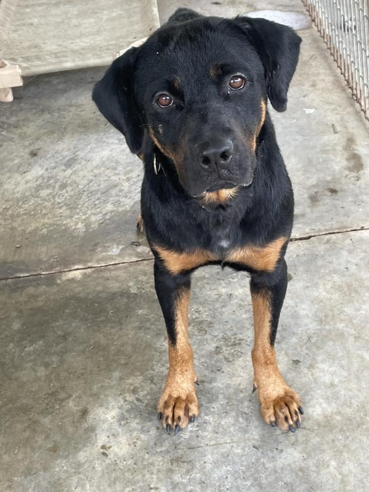 GRETTA, ADOPTABLE, Adult Female Rottweiler.