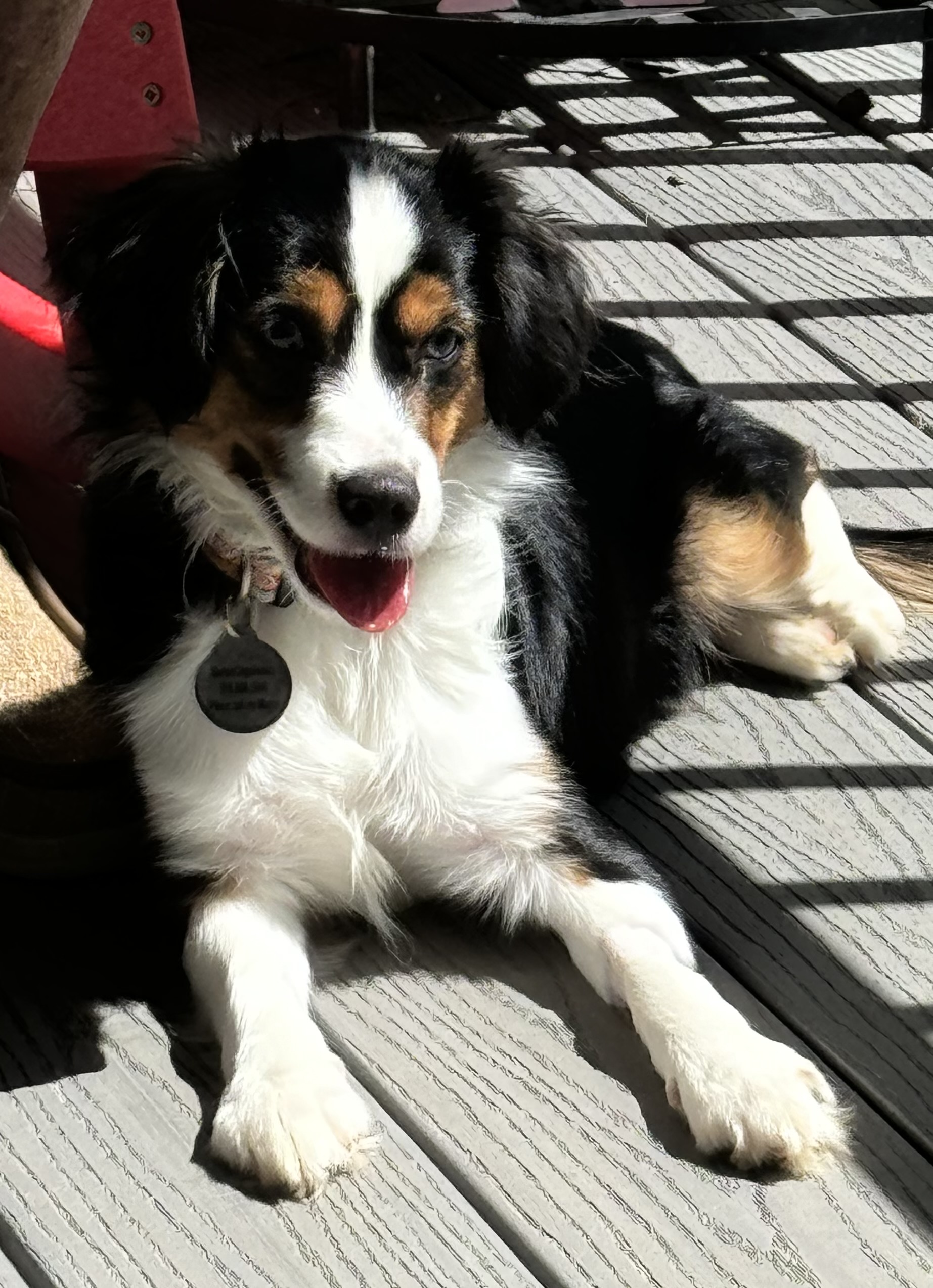 Dog for adoption Copper, an Australian Shepherd & Cavalier King