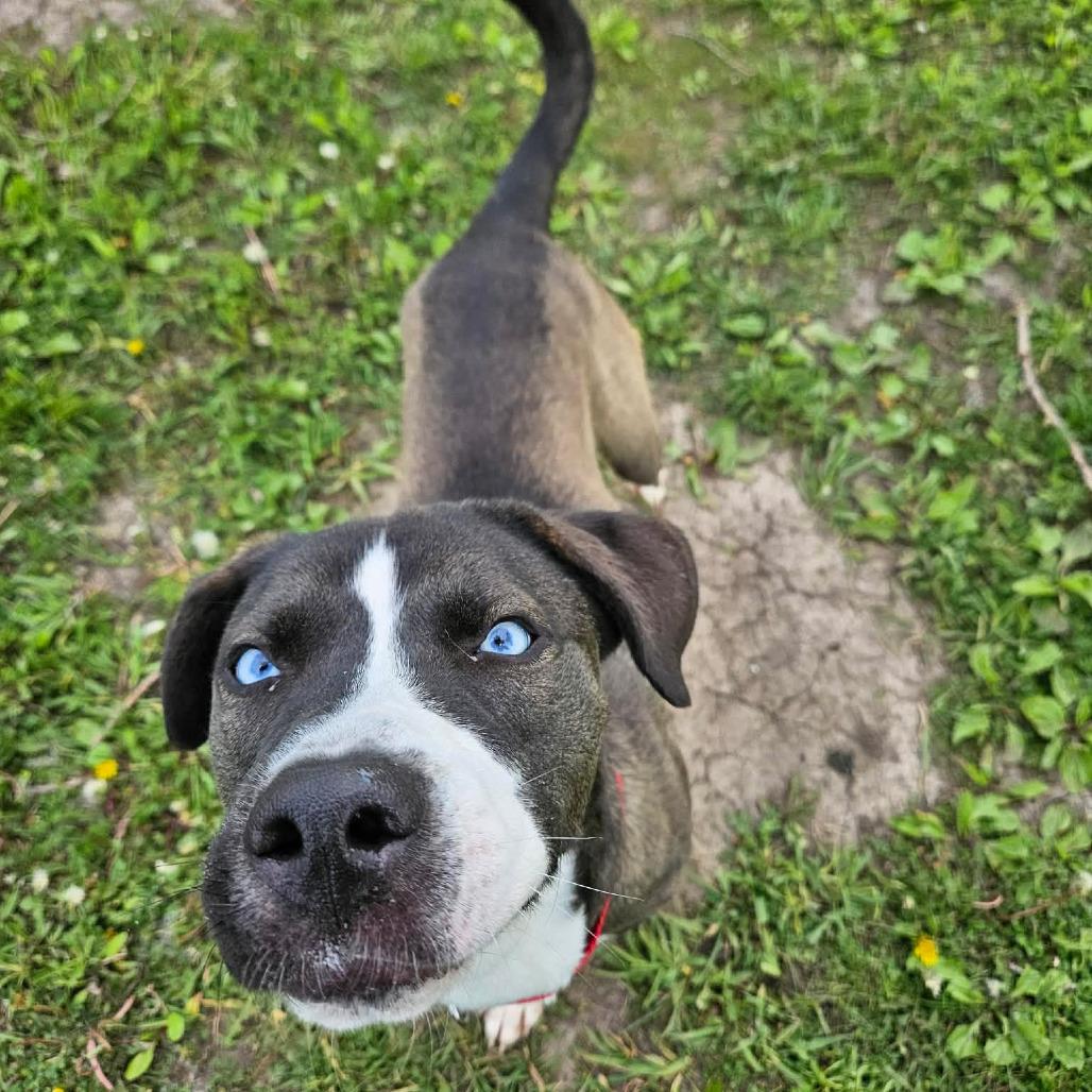 Jethro, a ADOPTABLE mixed breed in Monticello, IA image 4/5