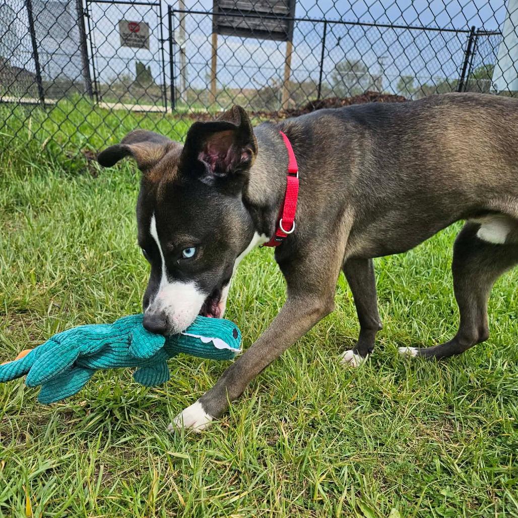 Jethro, a ADOPTABLE mixed breed in Monticello, IA image 5/5