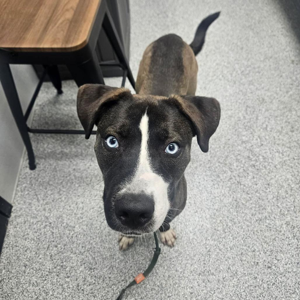 Jethro, a ADOPTABLE mixed breed in Monticello, IA image 2/5