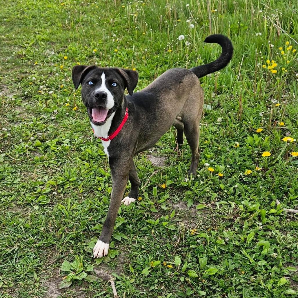 Jethro, a ADOPTABLE mixed breed in Monticello, IA image 3/5