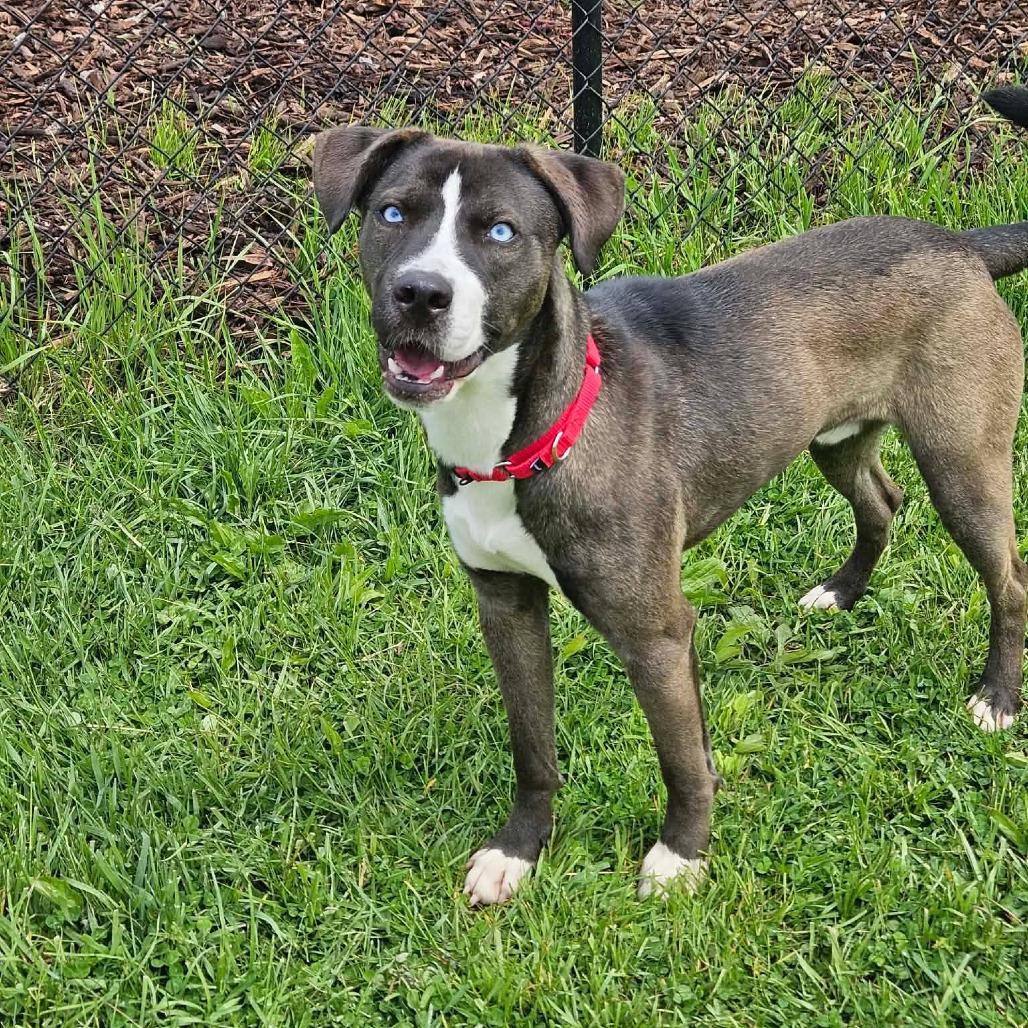 Jethro, ADOPTABLE, Adult Male Husky & Border Collie.