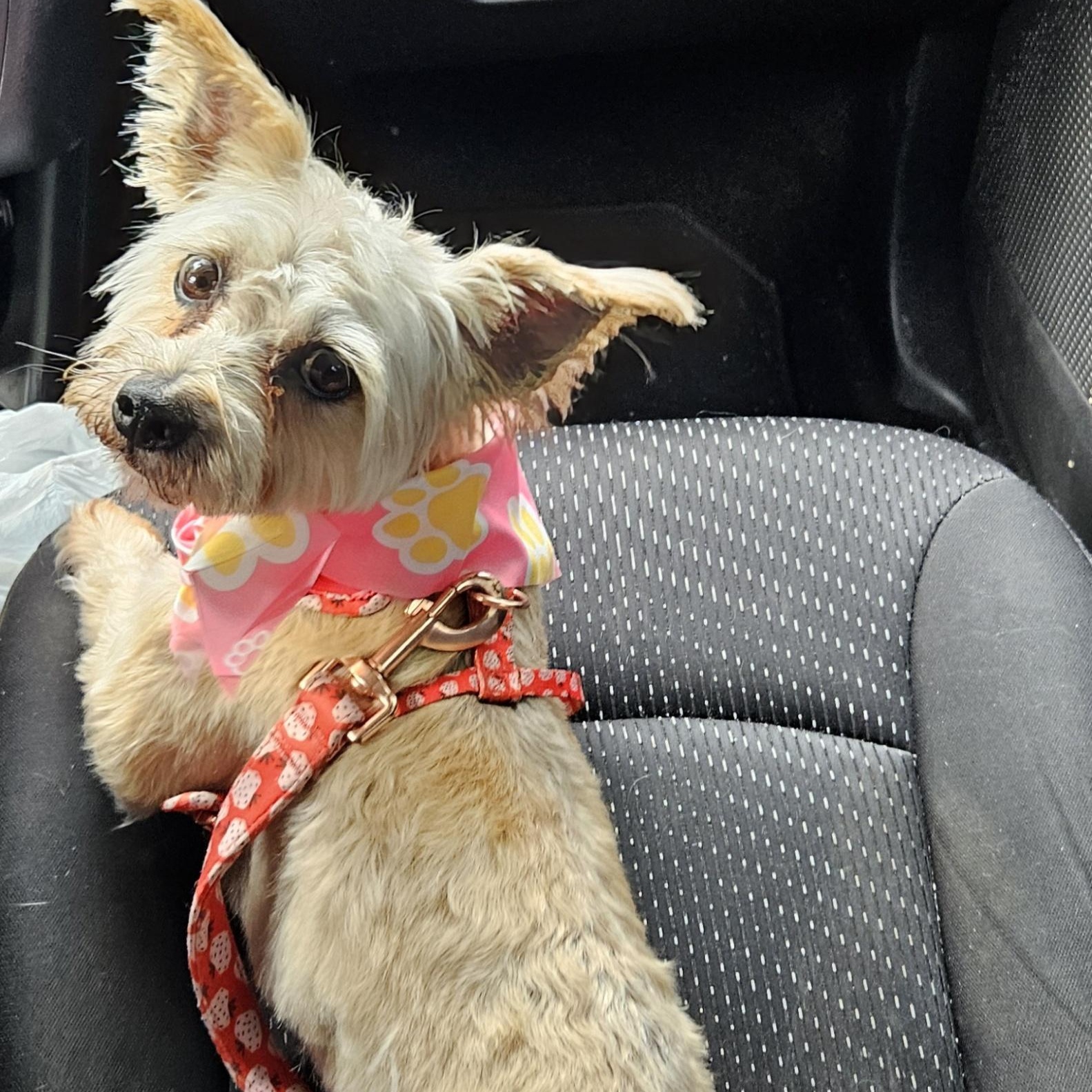 Cha Chi, an adopted mixed breed in Nashville, TN image 2/5