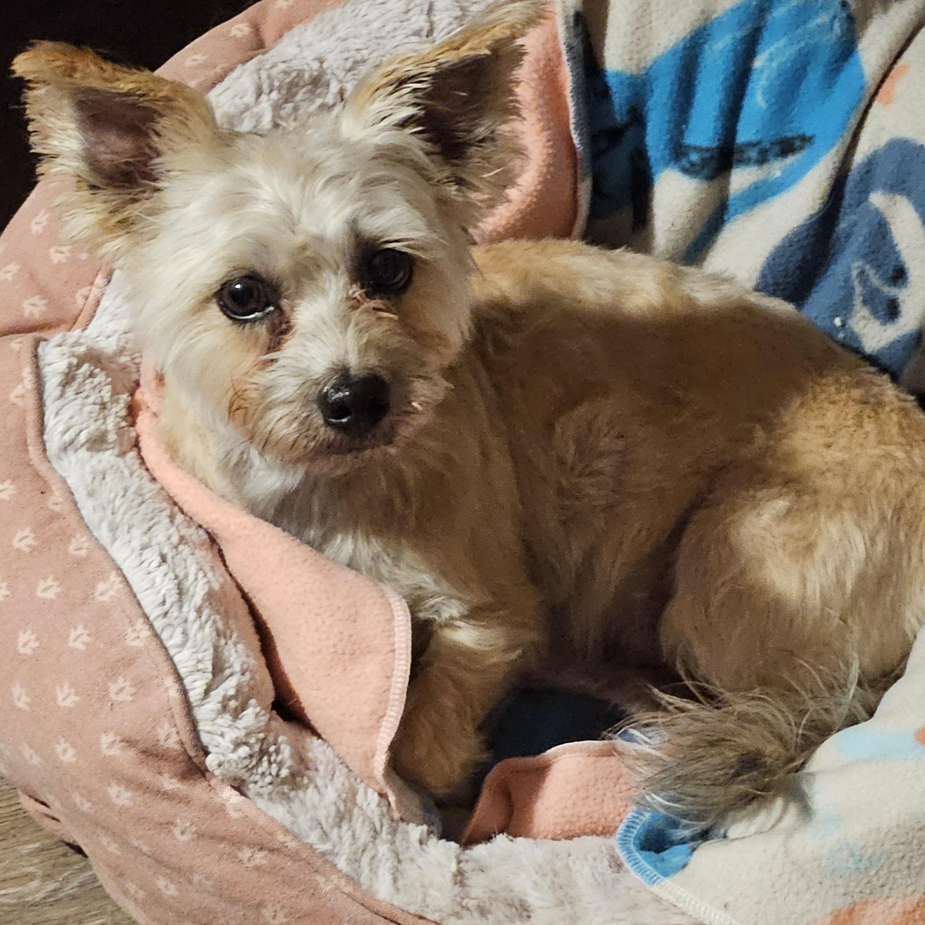 Cha Chi, an adopted mixed breed in Nashville, TN image 3/5