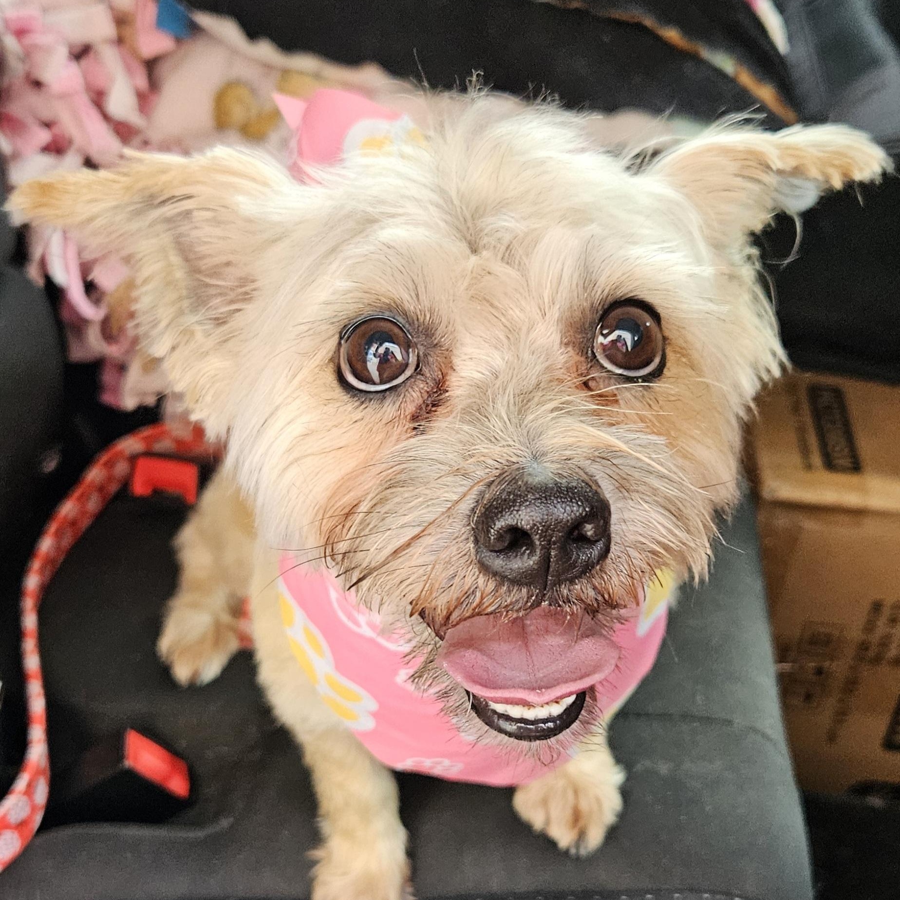 Cha Chi, an adopted mixed breed in Nashville, TN image 4/5