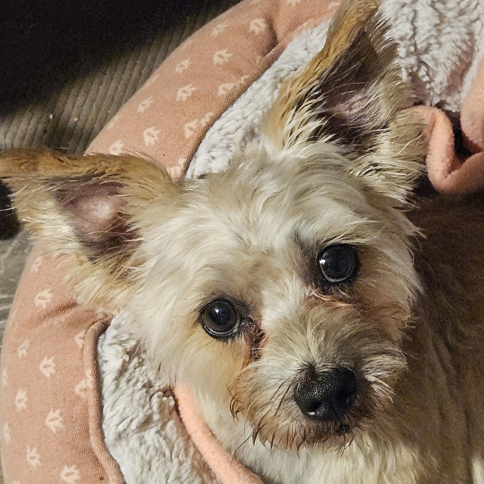 Cha Chi, an adopted mixed breed in Nashville, TN image 5/5