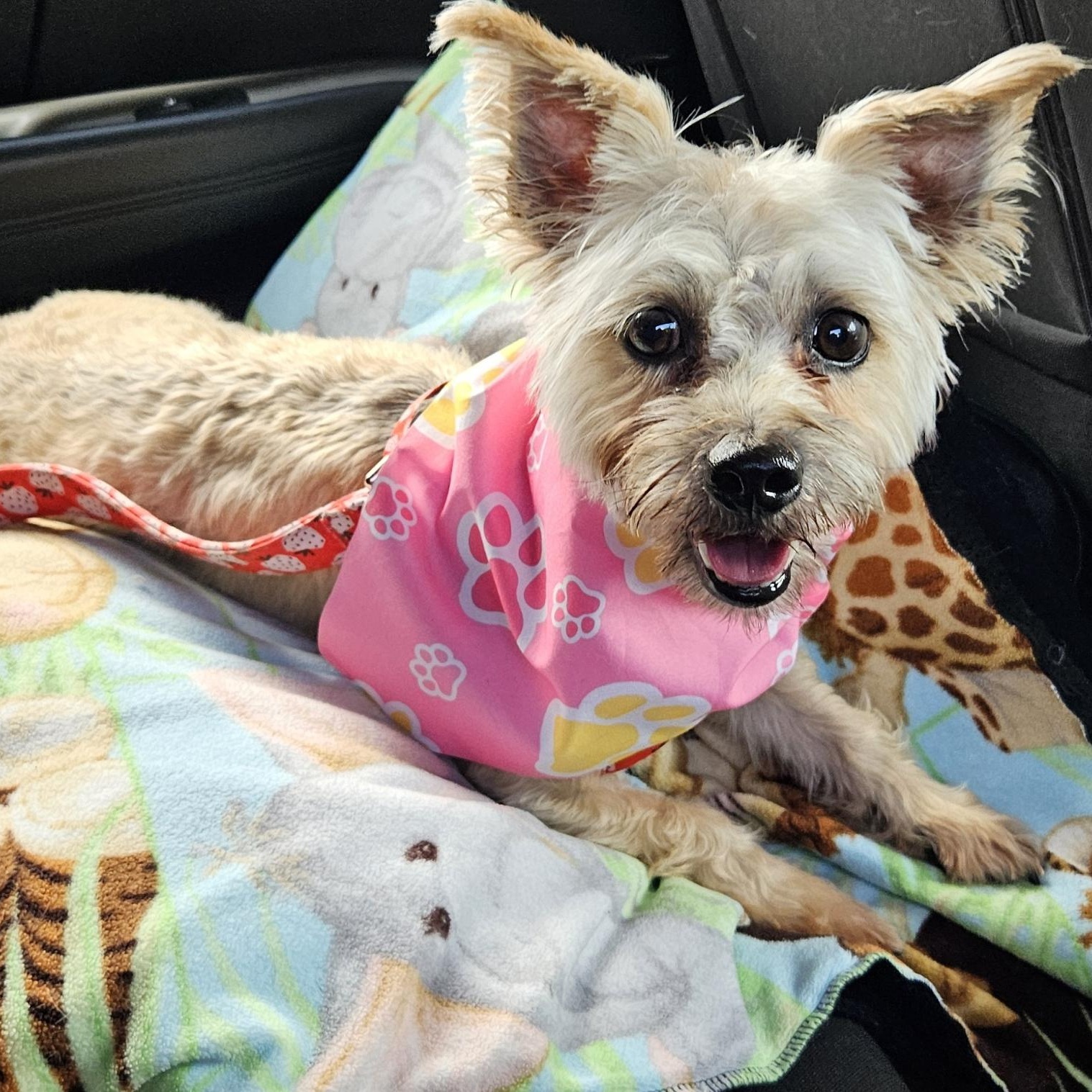 Cha Chi, an adopted mixed breed in Nashville, TN image 1/5