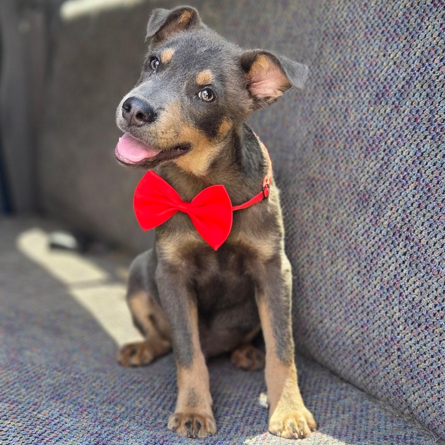 Tate, Adoptable, Puppy Male Australian Kelpie & Mixed Breed.