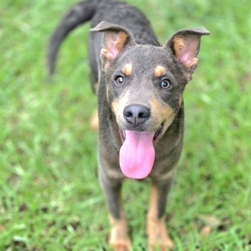 Enlarge Tate, a Adoptable mixed breed in Jacksonville, FL image 2/6