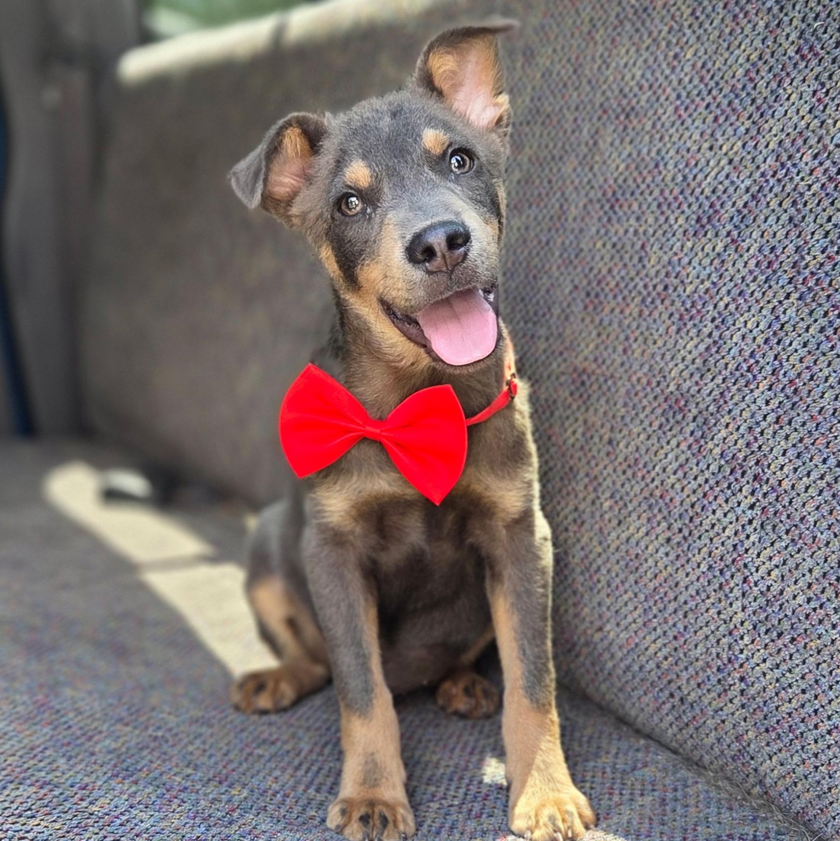 Tate, Adoptable, Puppy Male Australian Kelpie & Mixed Breed.