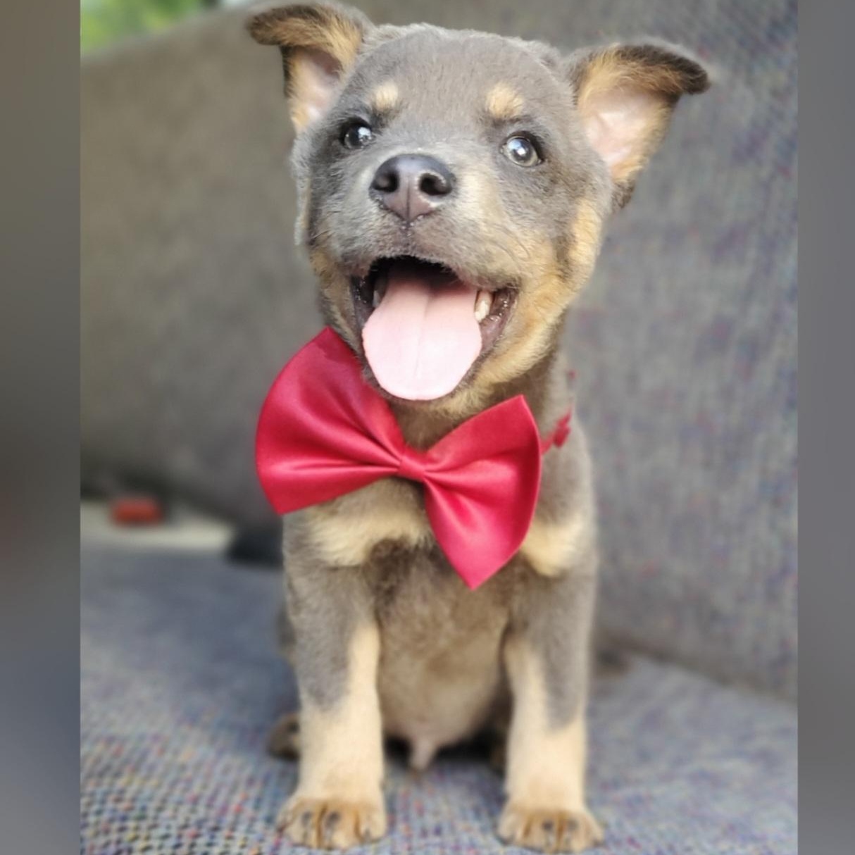 Tate, a Adoptable mixed breed in Jacksonville, FL image 1/6