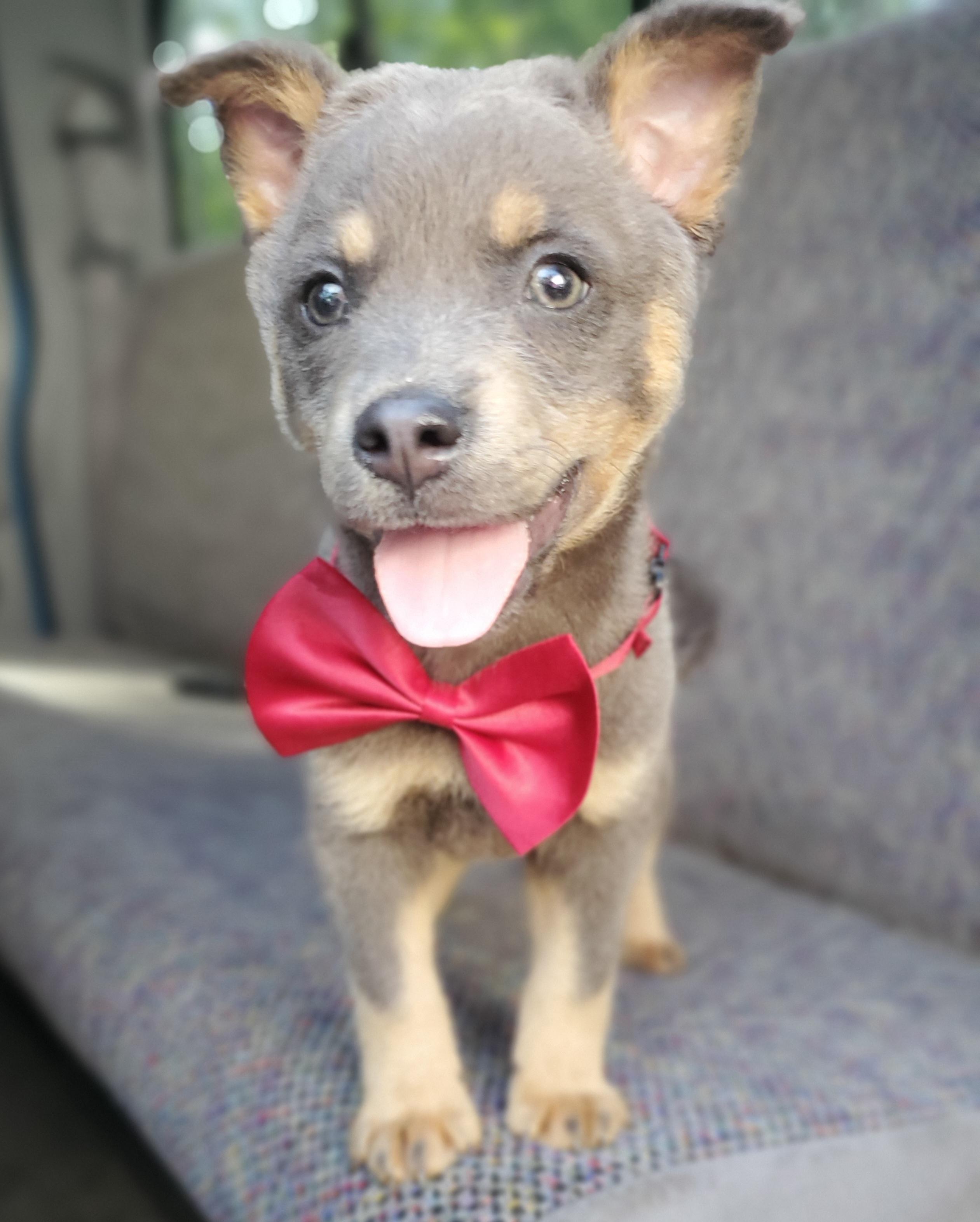 Tate, a Adoptable mixed breed in Jacksonville, FL image 4/6