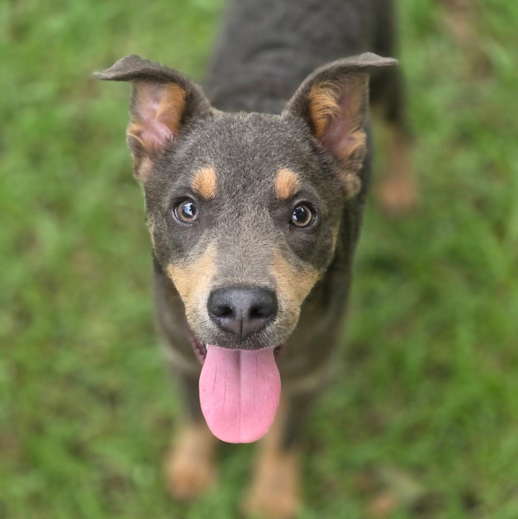 Enlarge Tate, a Adoptable mixed breed in Jacksonville, FL image 4/6