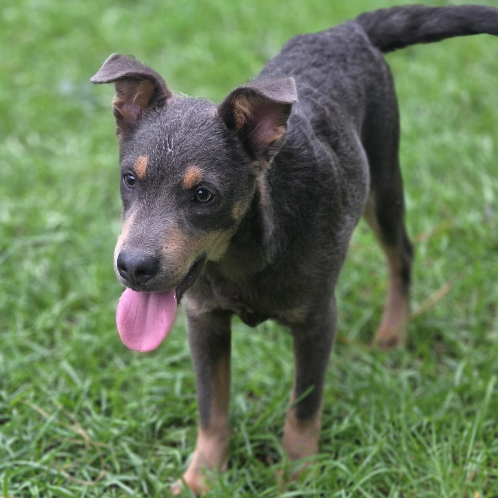 Enlarge Tate, a Adoptable mixed breed in Jacksonville, FL image 3/6